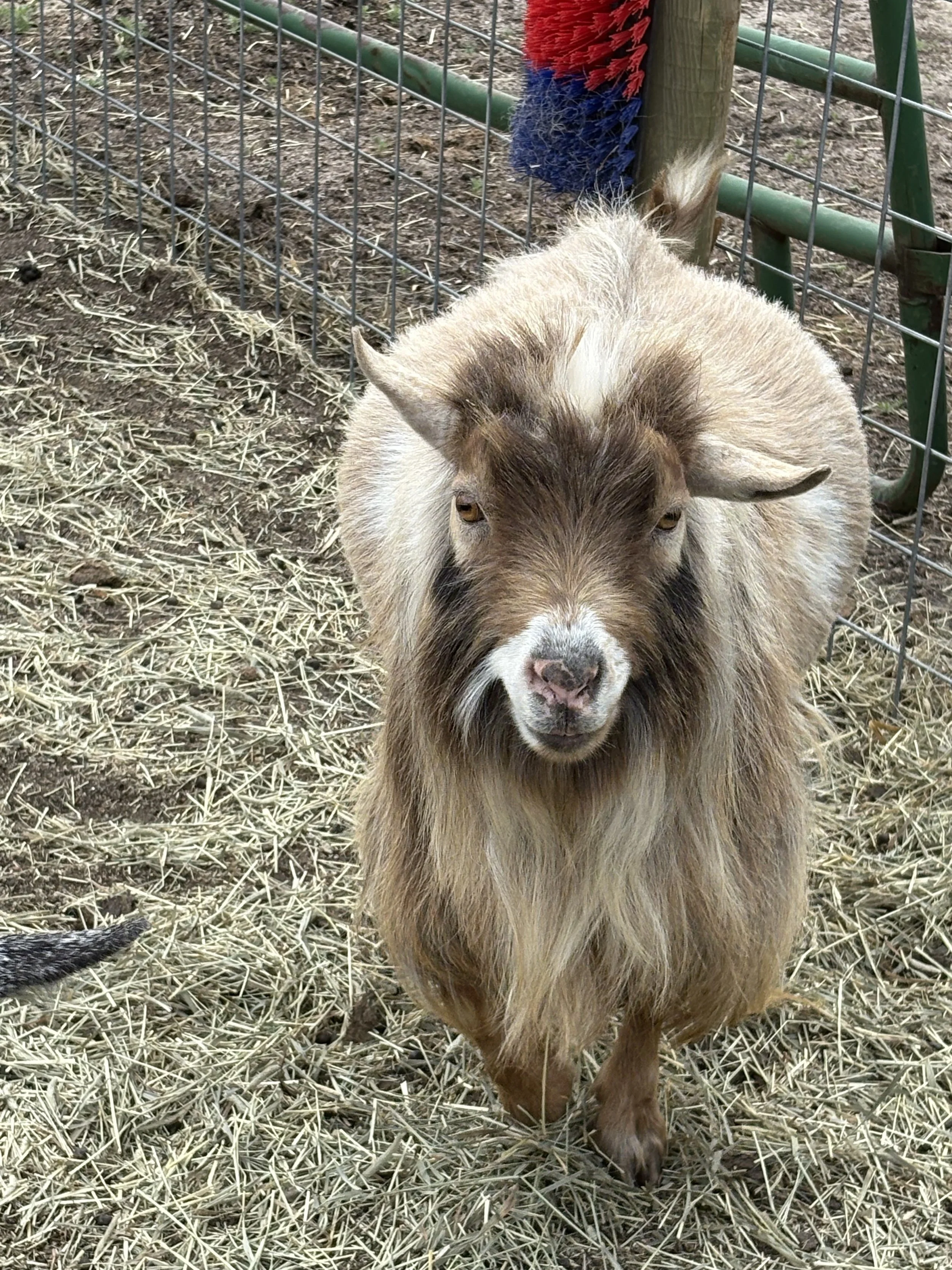 A brown and white goat standing inside a wire fence on a bed of straw, with a wooden post and a ball of red and blue yarn in the background.