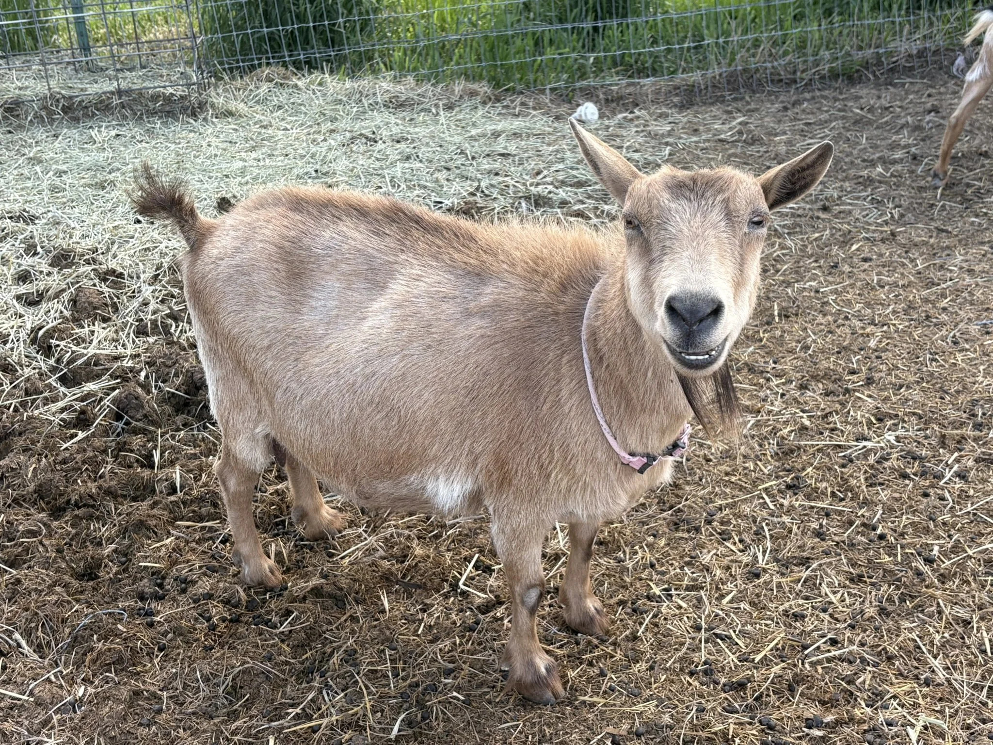 A young goat with light brown fur, standing on dirt and hay, facing the camera with its mouth slightly open and ears pointed upward, outdoors in a fenced enclosure with green plants in the background.