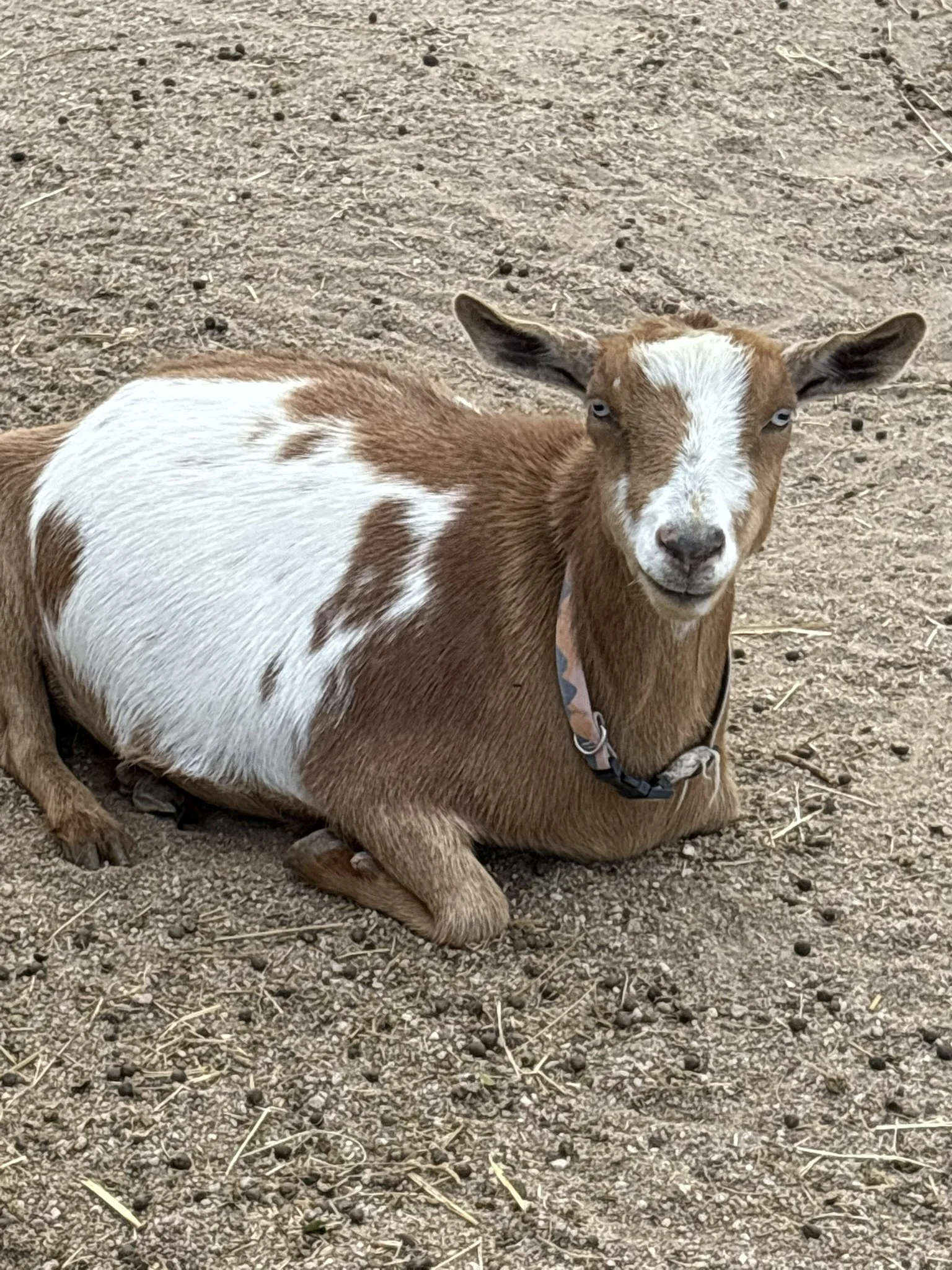 A young brown and white goat lying on the dirt ground.