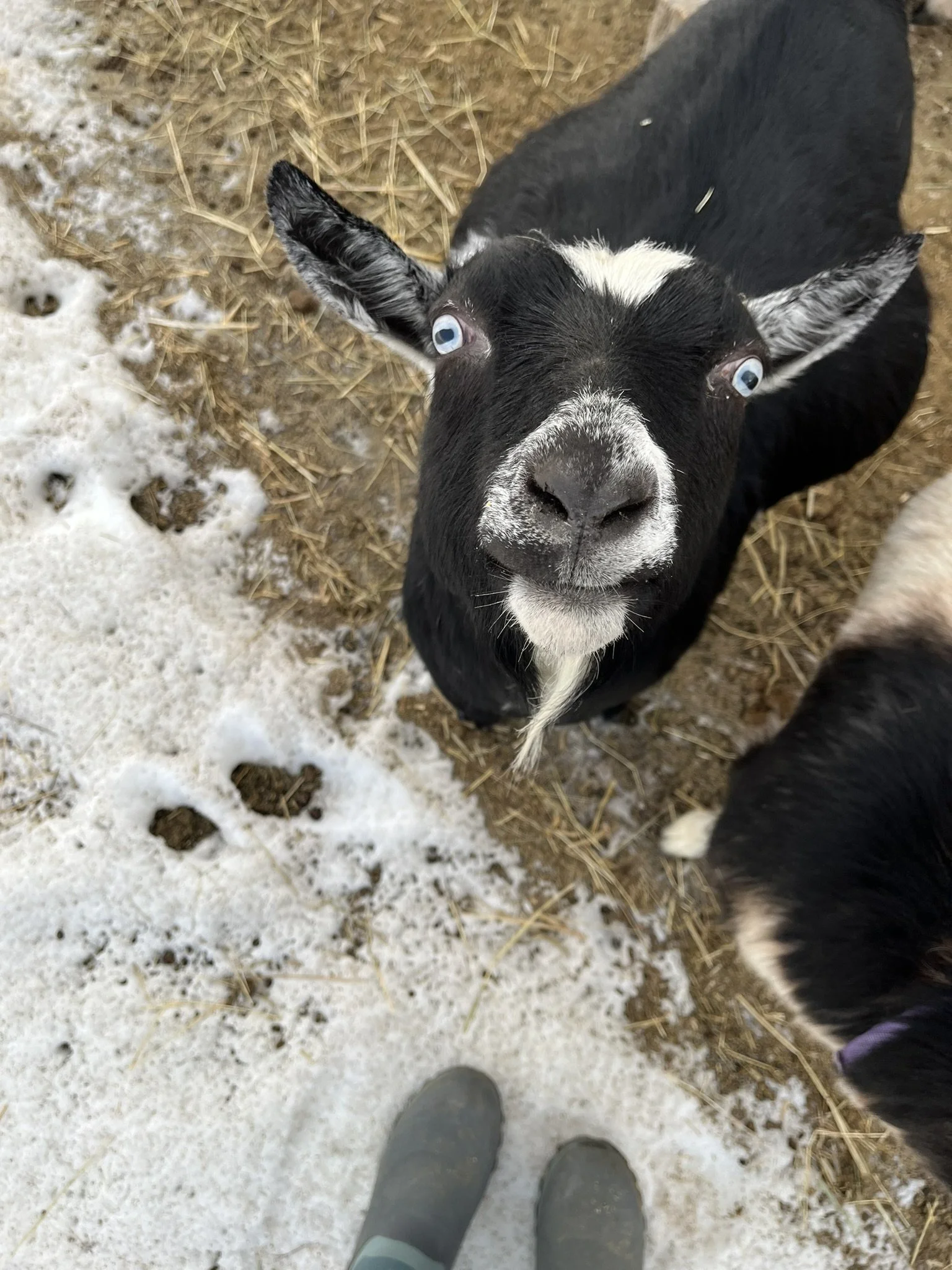 Close-up of a black and white goat with blue eyes looking up at the camera, standing on a farm with snow and straw on the ground.