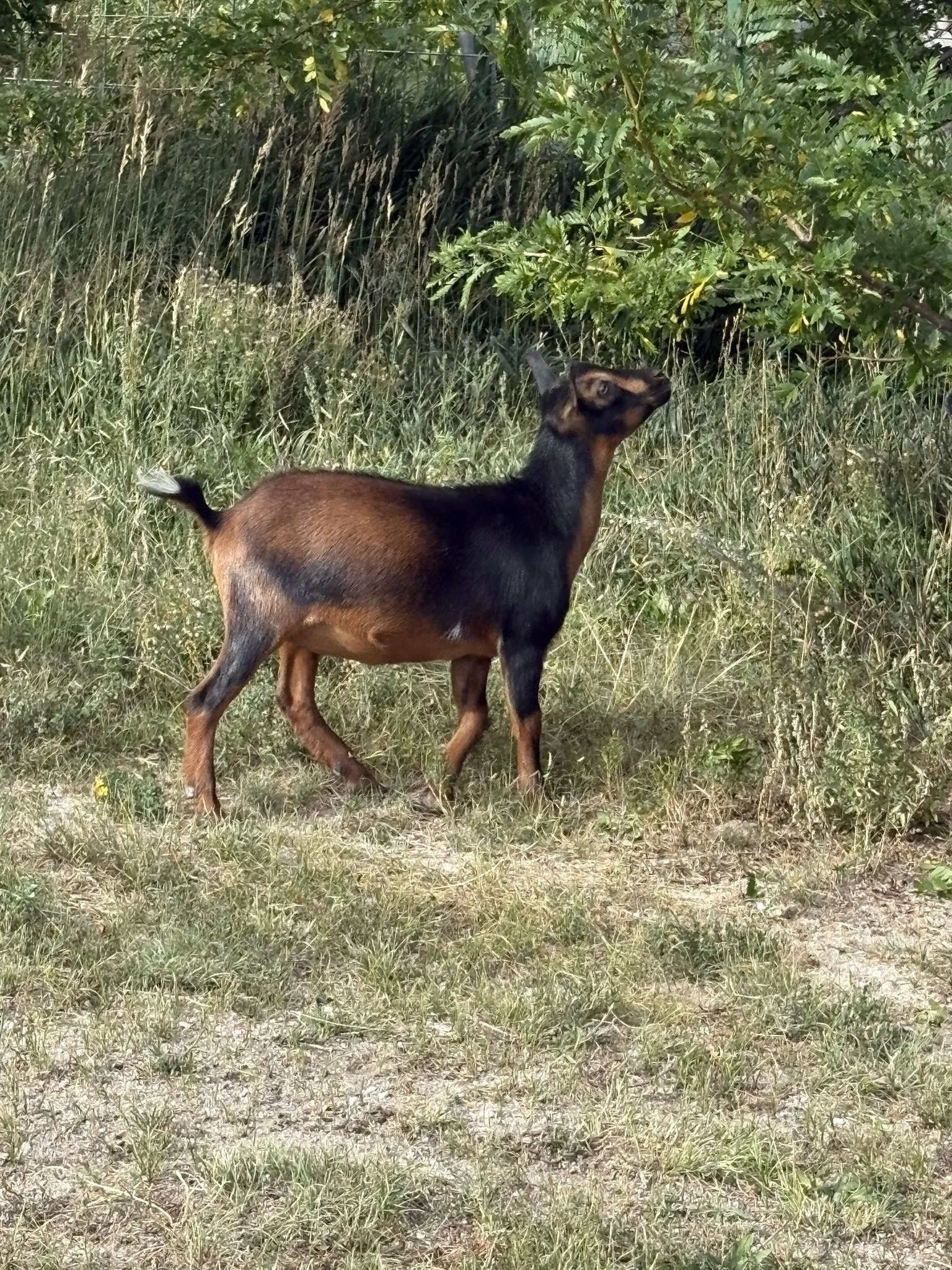 Young goat standing in grassy field beside a tree, with dense shrubs and foliage in the background.