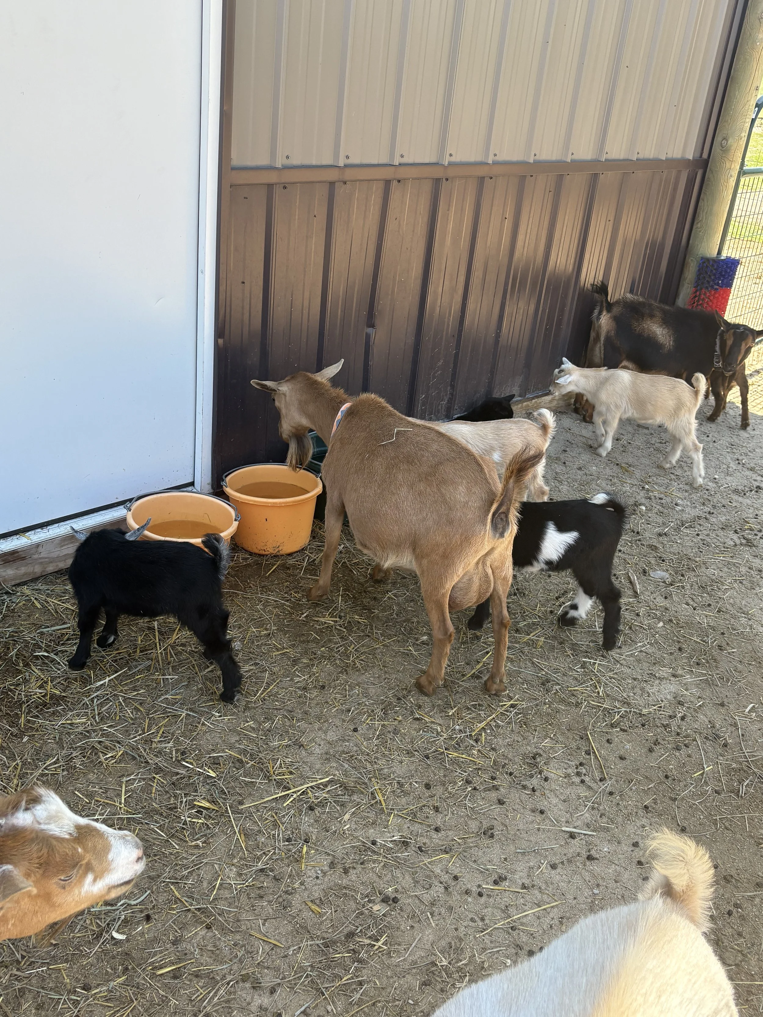 Several goats of various colors and sizes standing outside a barn, with some eating from orange buckets and others near a fenced area.