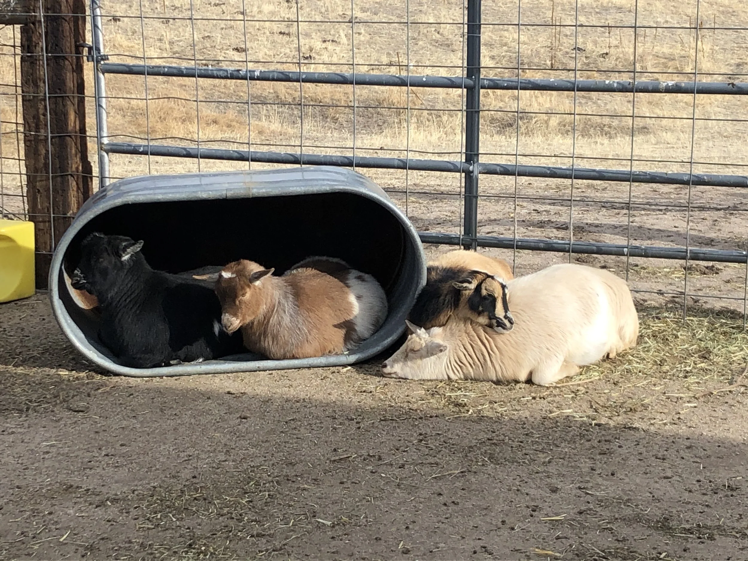 Several goats resting outside in a pen, some lying down under a metal shelter and others on the ground, with a fenced background.