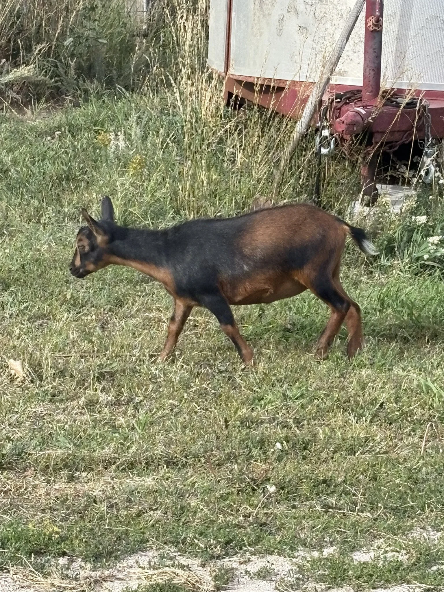 A black and brown dog walking on grass near tall weeds and bushes.