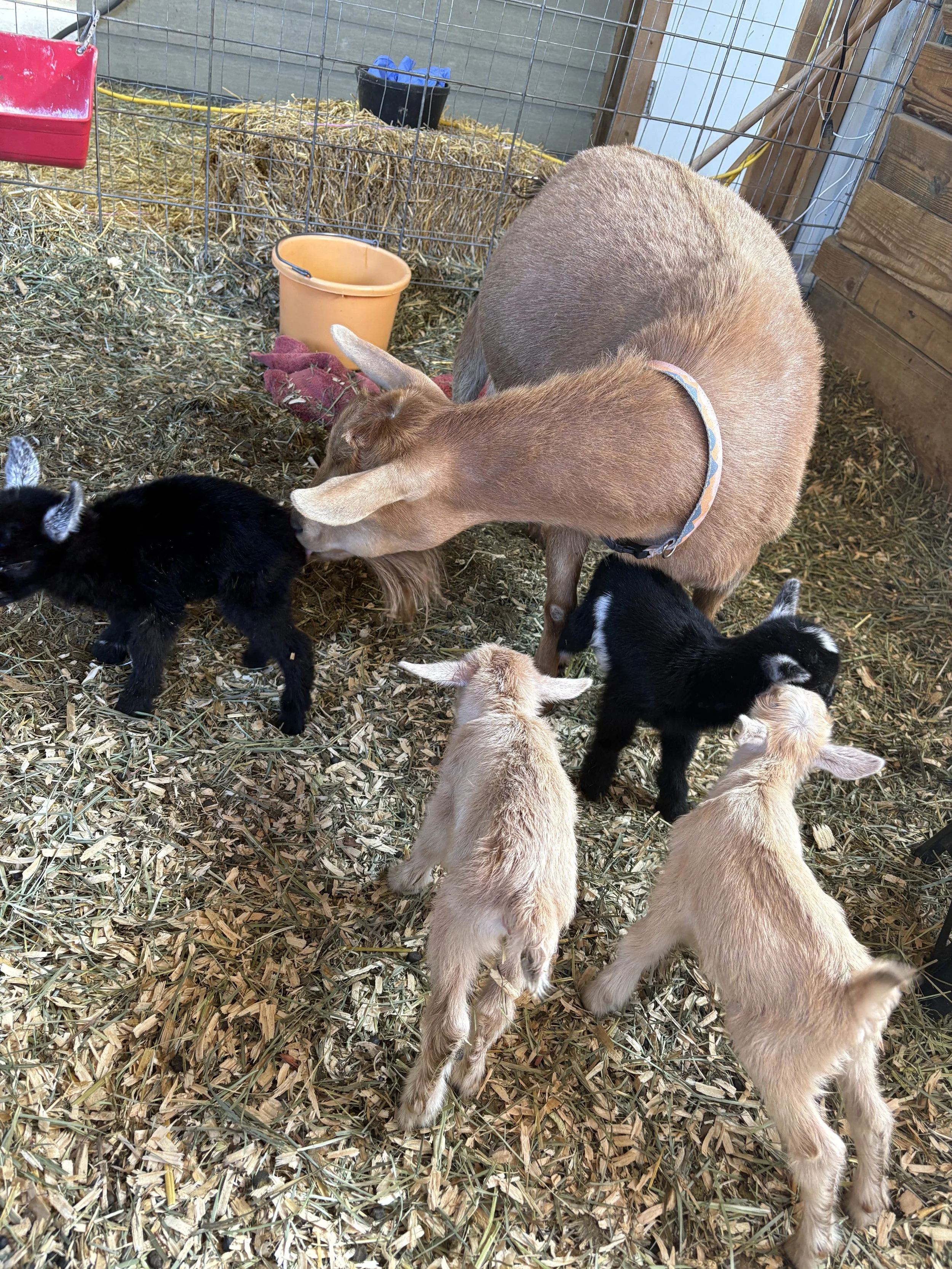 Several baby goats and an adult goat inside a barn with a straw-covered floor, a fencing, and various buckets and supplies.