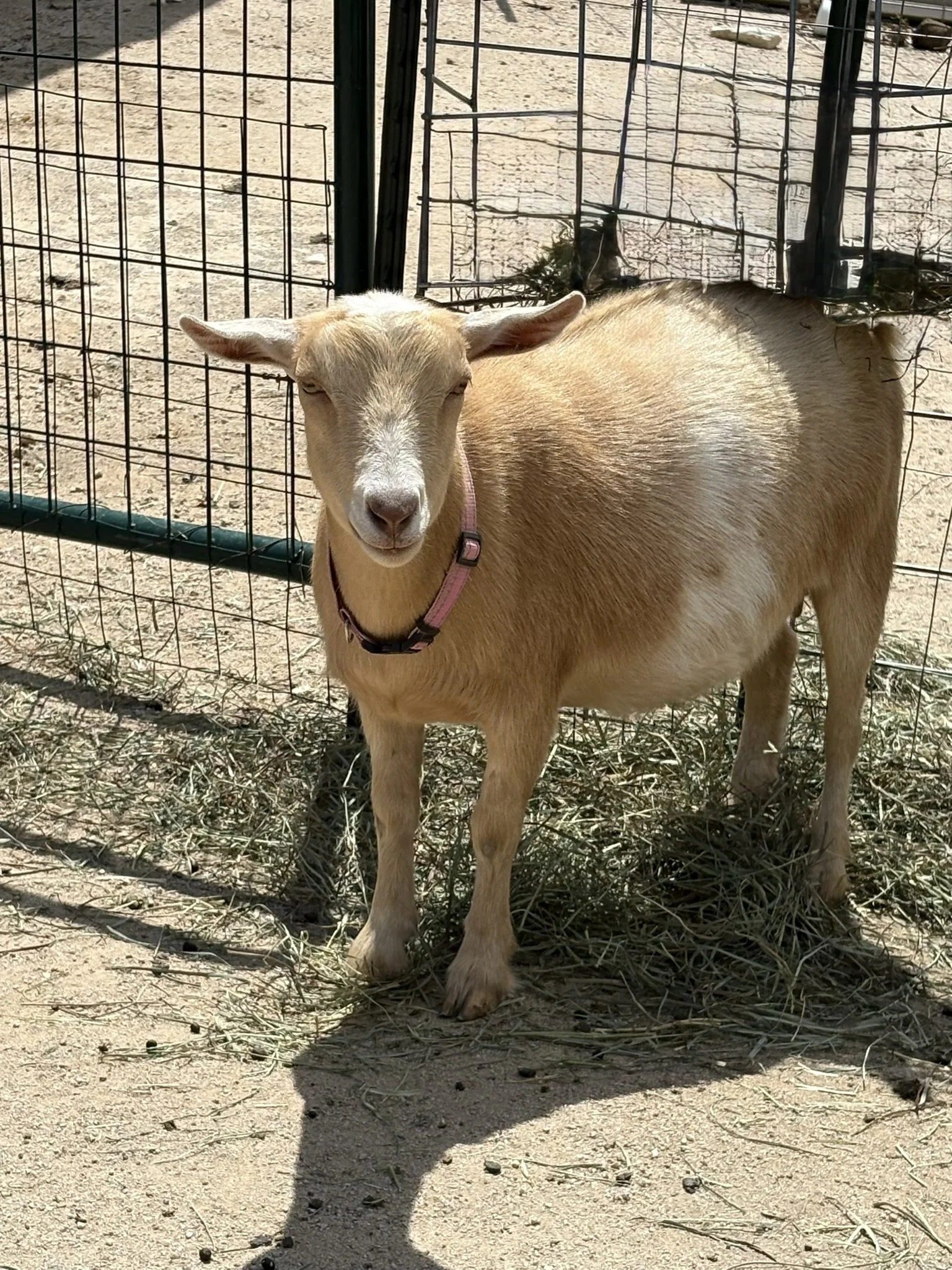 A light brown goat with a white face and pink collar standing outside on dry ground, behind a wire fence.