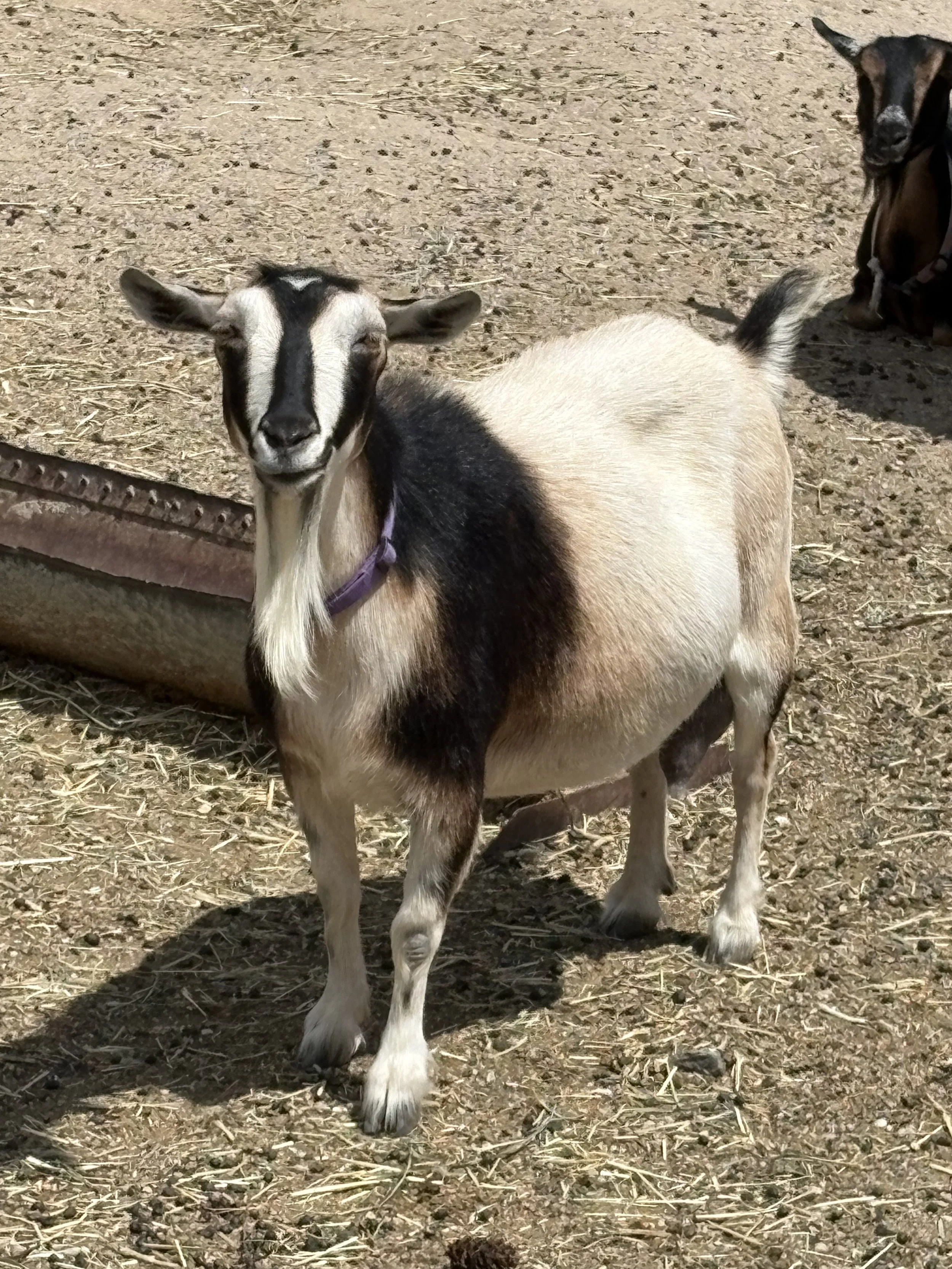 A goat with black and white fur and a purple collar standing on a dirt ground with another goat lying down in the background.