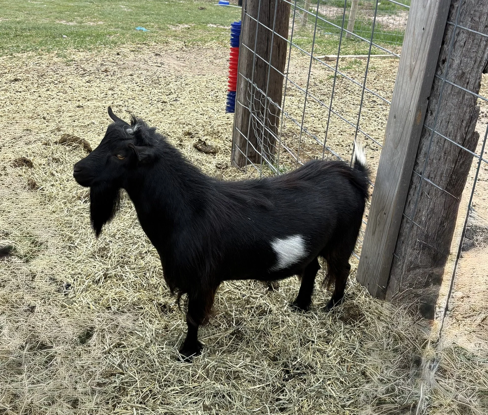 A black goat with a white patch on its hind leg standing on straw outside, near a wooden and wire fence, with a grassy area in the background.