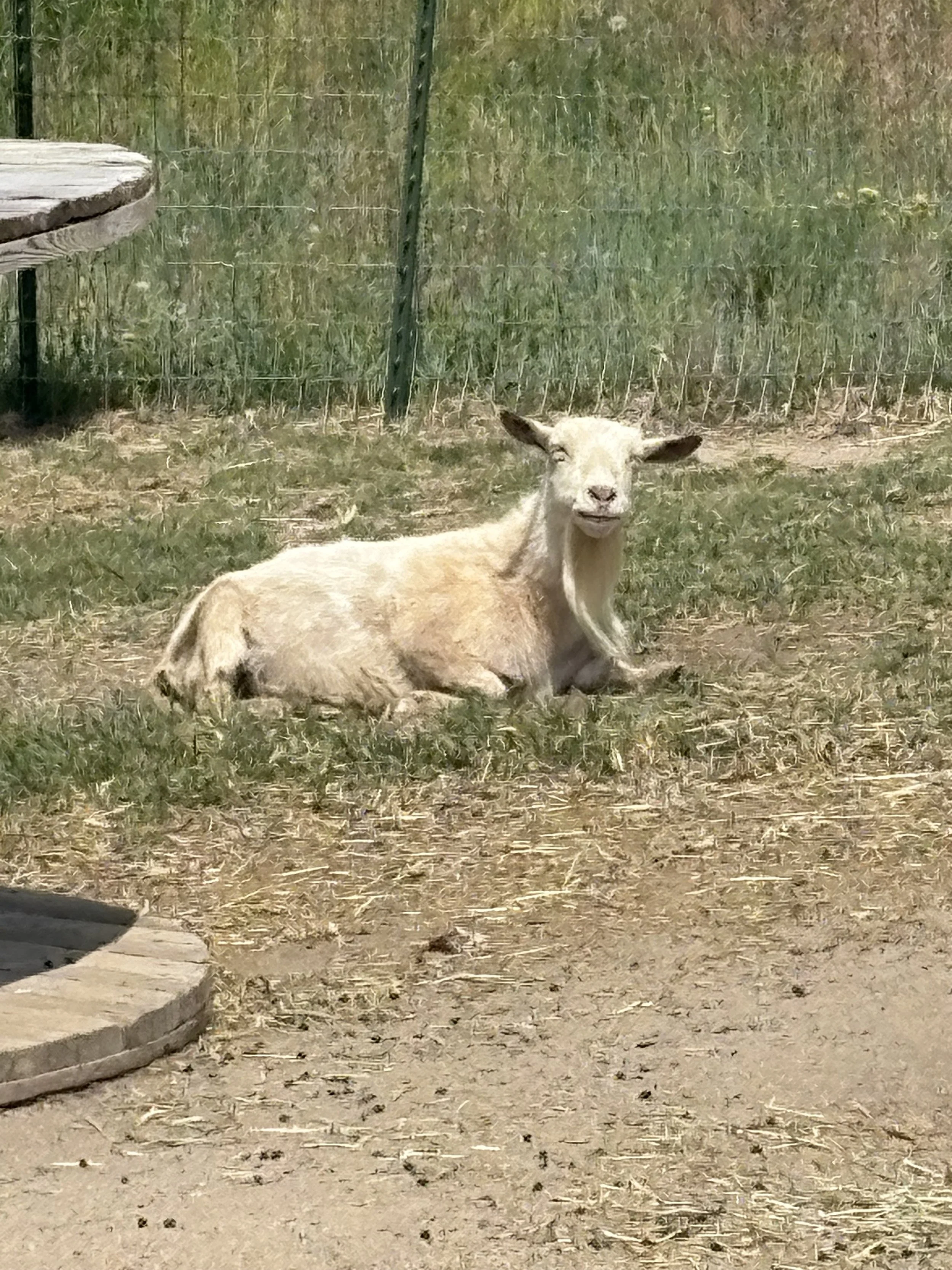 A goat lying on the ground inside a fenced outdoor area with a grassy and dirt surface, and a wooden plank path in the foreground.