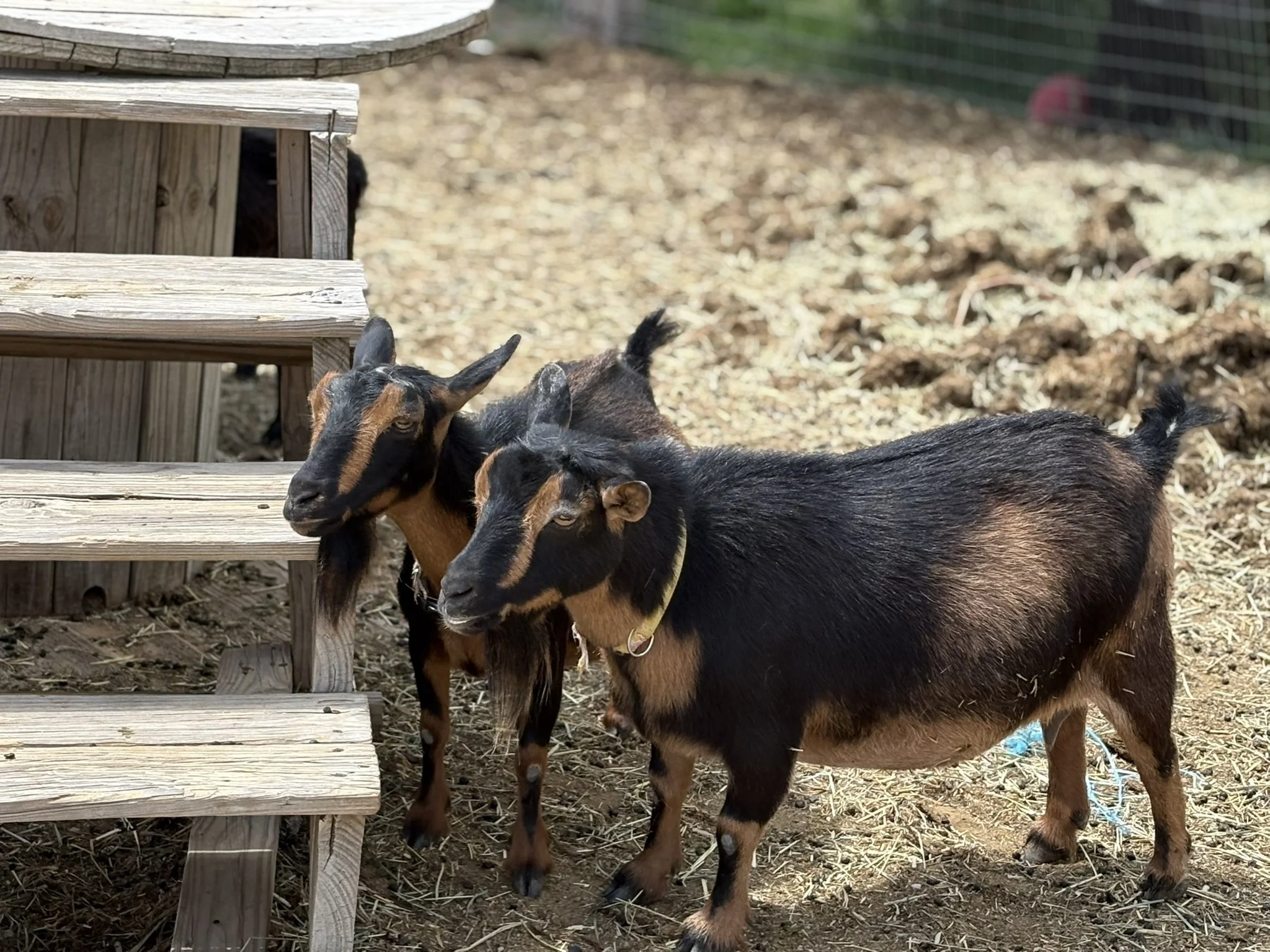 Three goats standing on dirt ground near a wooden platform in a fenced outdoor area.