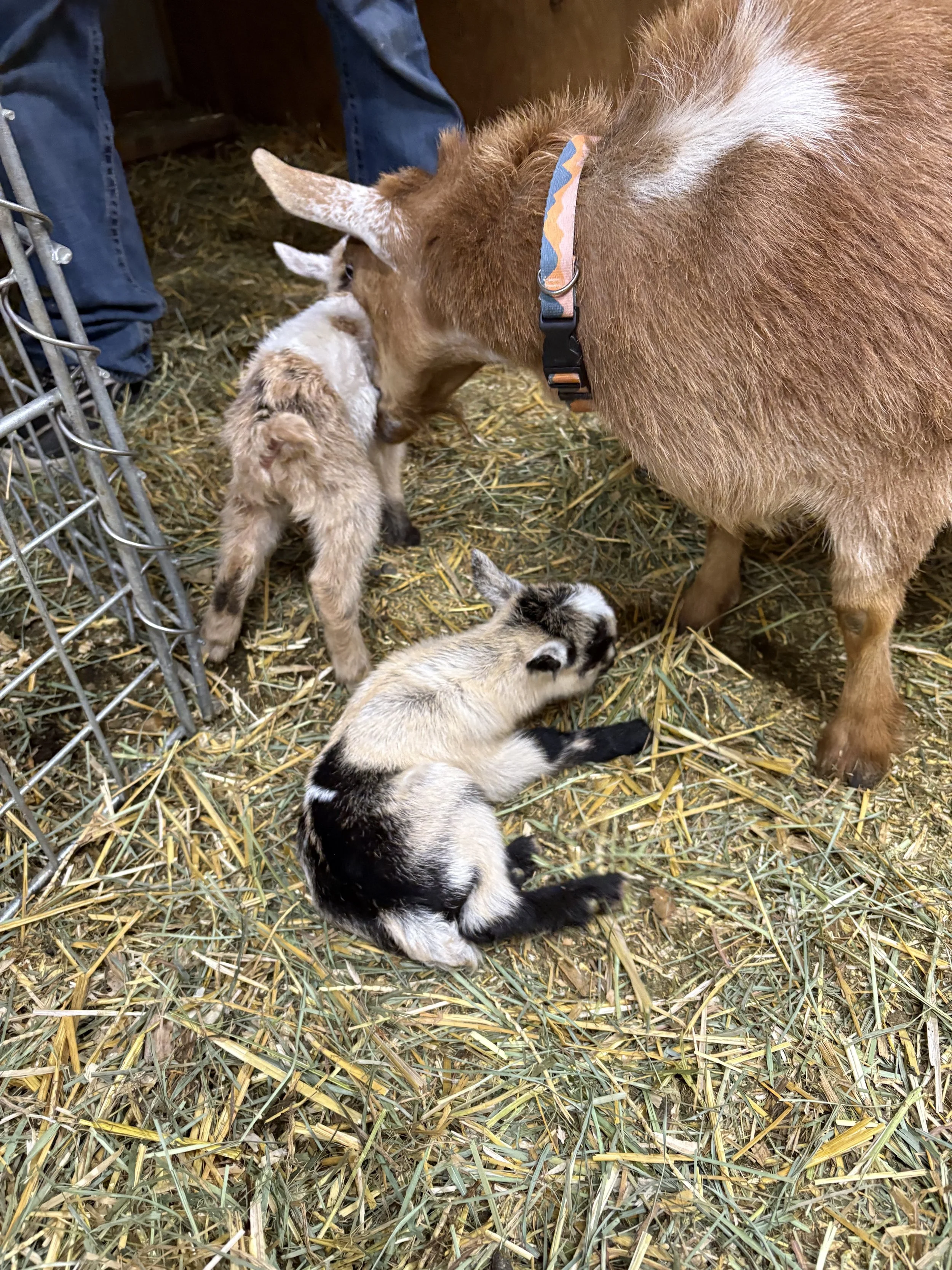 A goat nuzzling a baby goat in a pen with straw floor and a metal fence on the side.