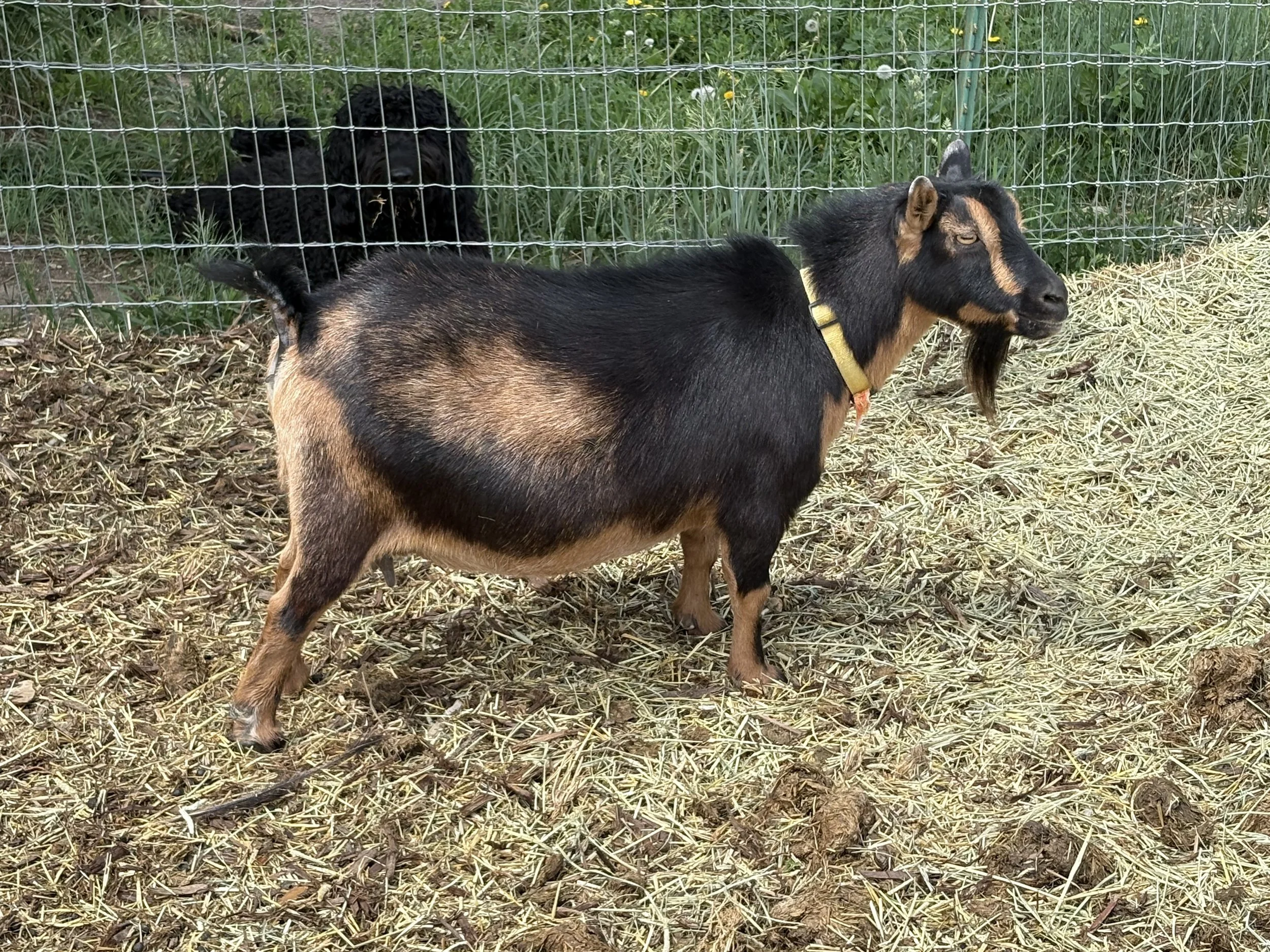 A small goat with black and tan fur standing in a pen filled with straw, with a black dog behind a wire fence in the background.