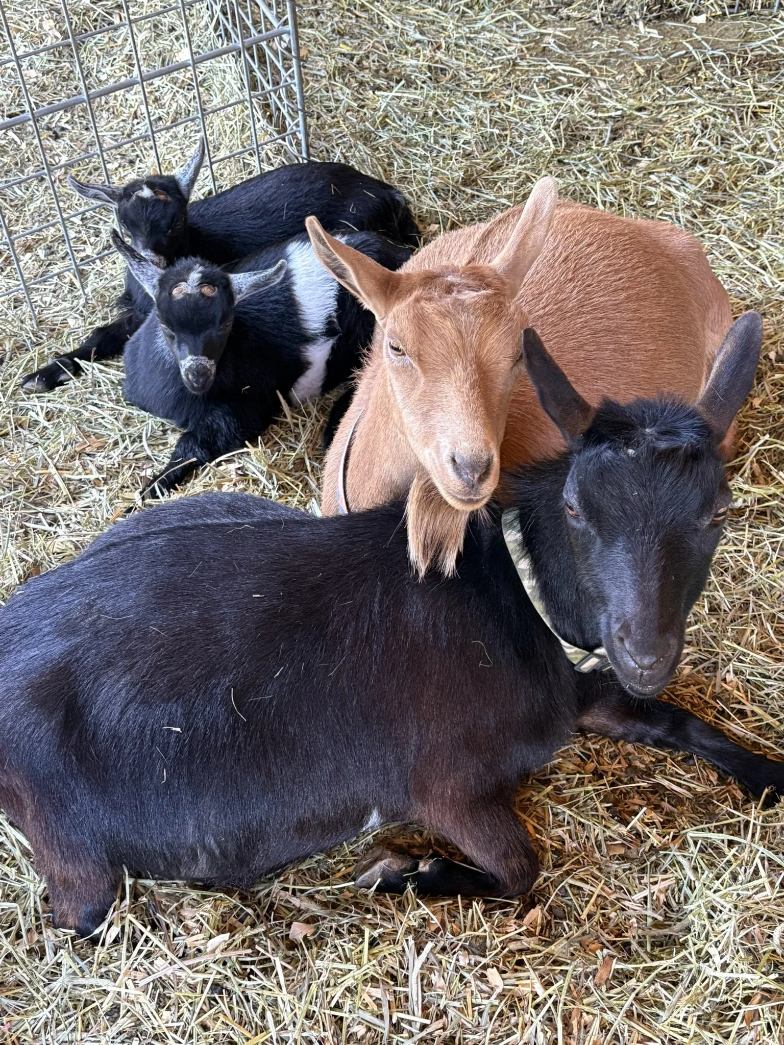 A group of goats resting on straw. Some goats are black and white, while others are brown and black. They are lying close to each other inside a pen with metal fencing.