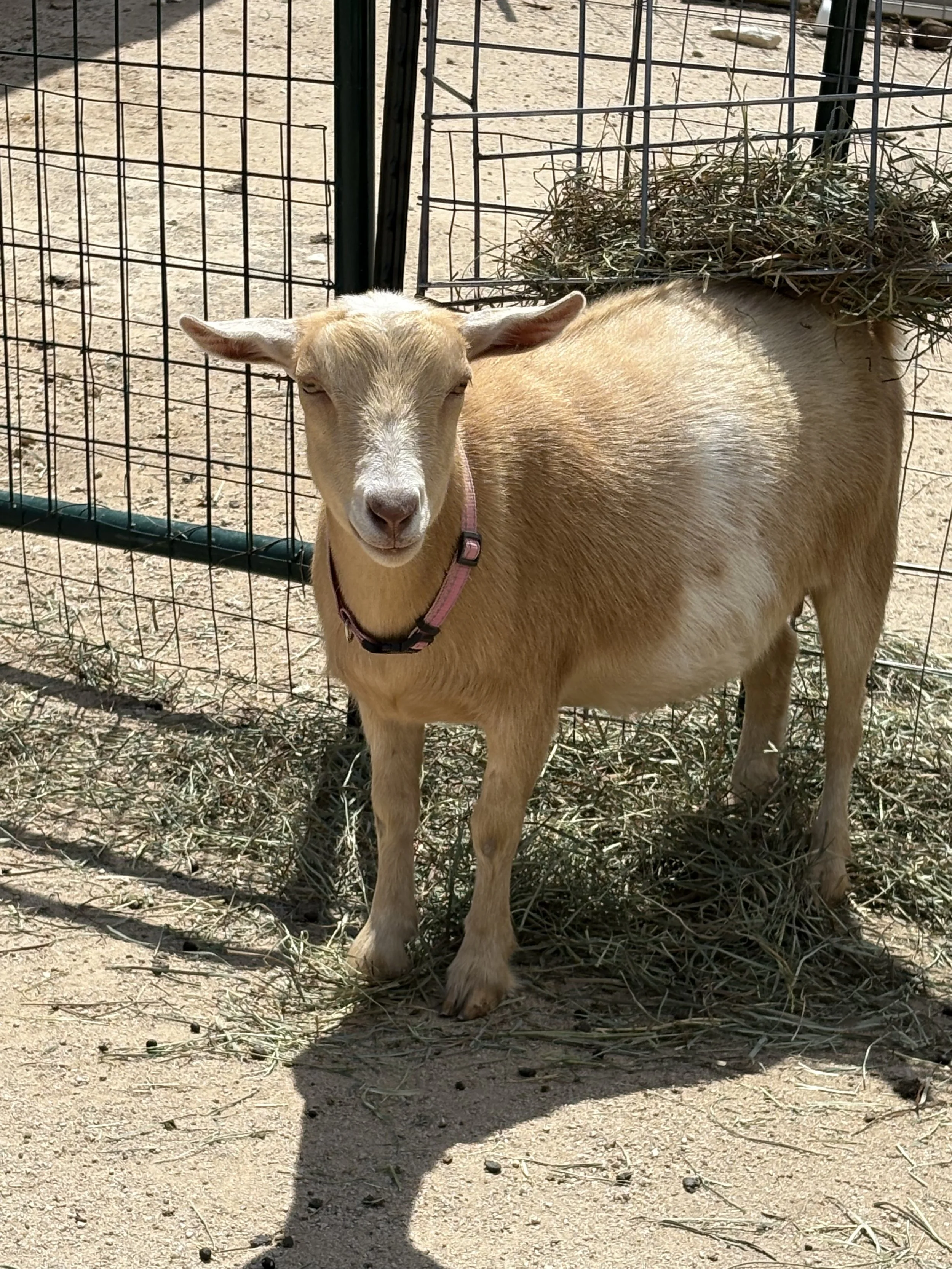 A light brown goat wearing a pink collar is standing on dirt ground inside a fenced enclosure, with hay on its back and a shadow cast on the ground.
