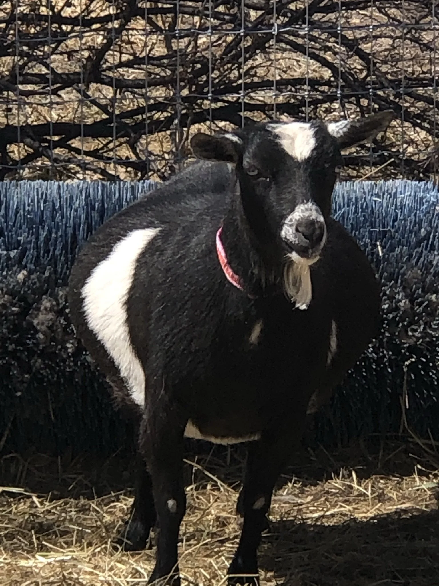 A black and white goat standing behind a black metal fence in a barnyard, with hay on the ground and dried branches in the background.