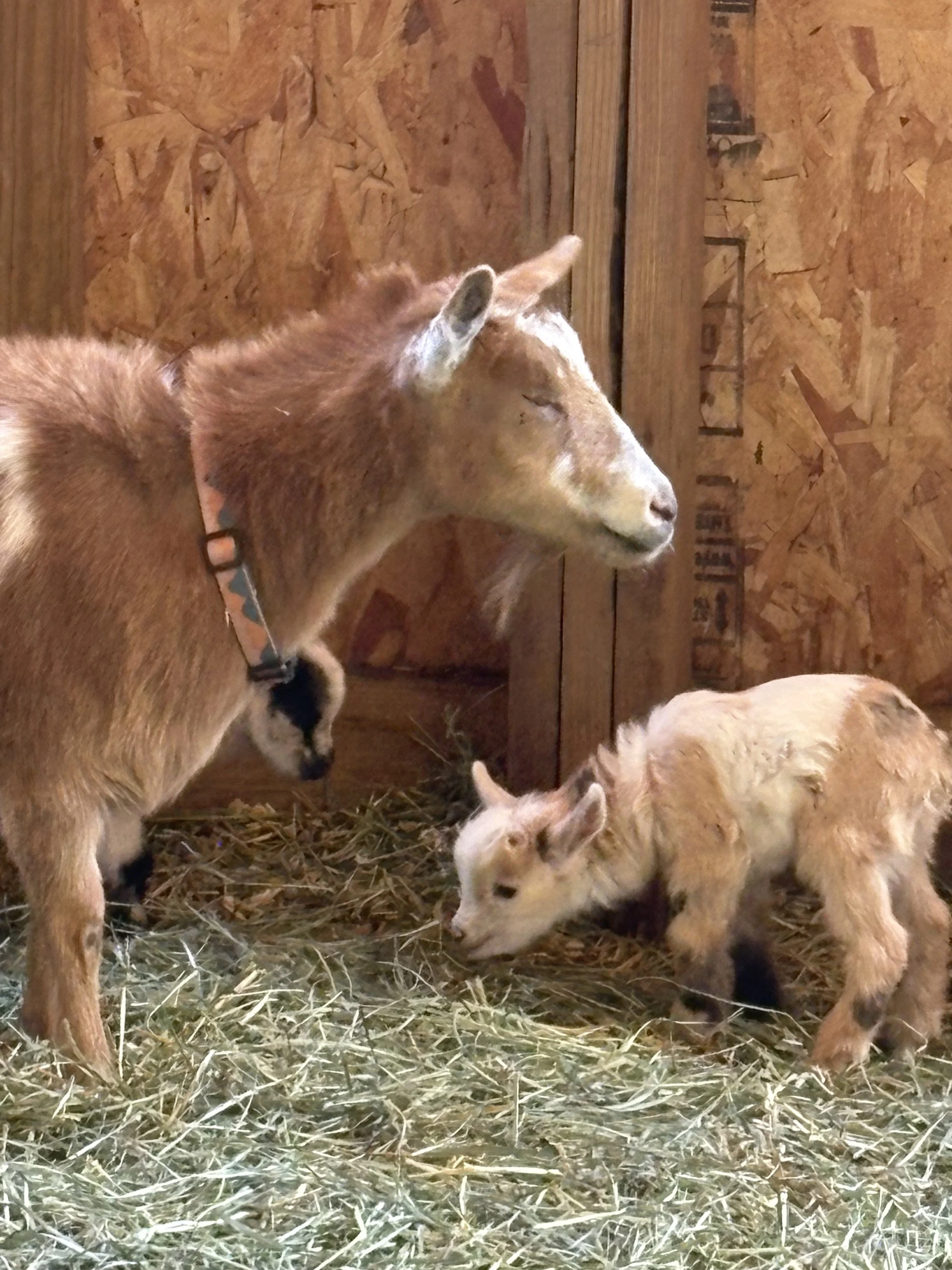 A brown goat with white patches and a collar, and a smaller tan and white goat, inside a wooden barn with hay on the floor.