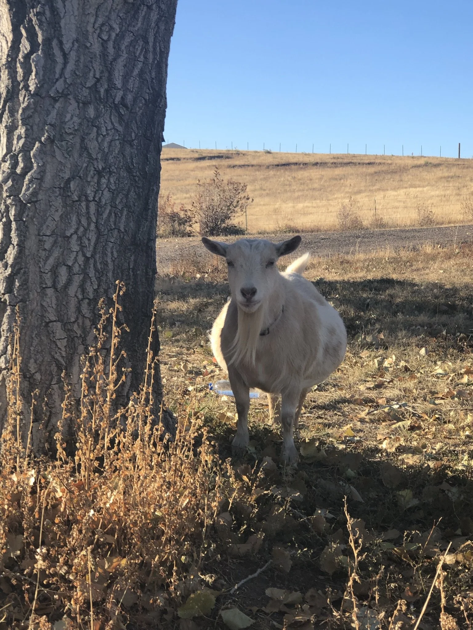 A small goat standing on the ground near a large tree with a cloudy sky in the background.