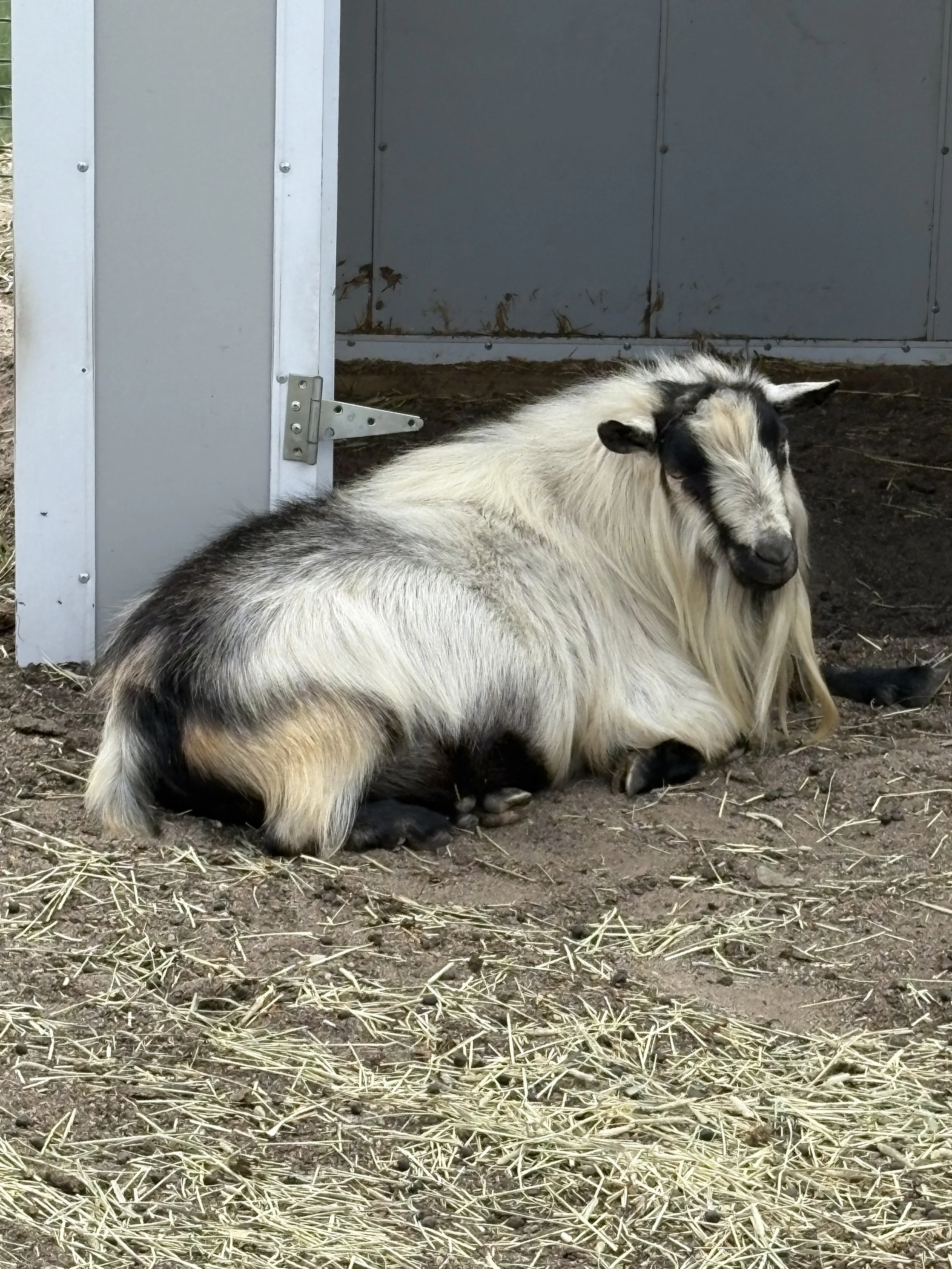 A goat lying on the ground in front of a metal structure, with straw scattered around.
