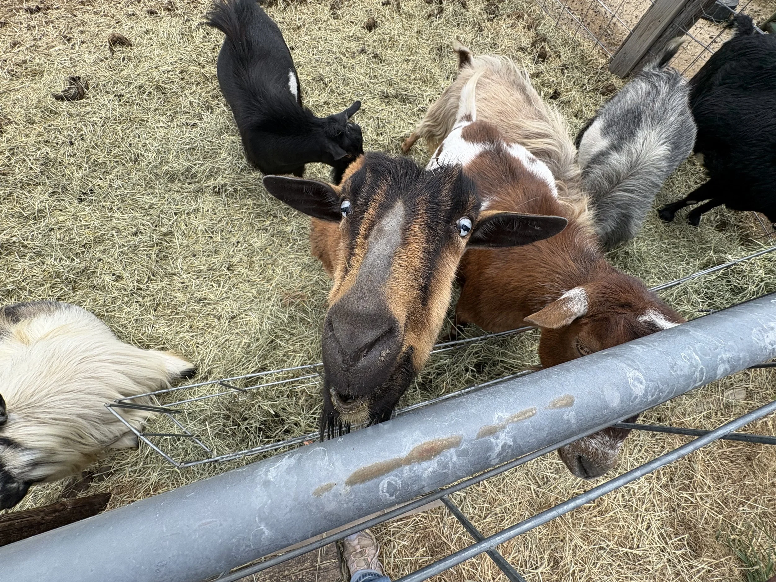 A group of goats in a pen, including a black and tan goat with blue eyes in the center, surrounded by other goats of various colors, on a hay-covered ground behind a metal fence.
