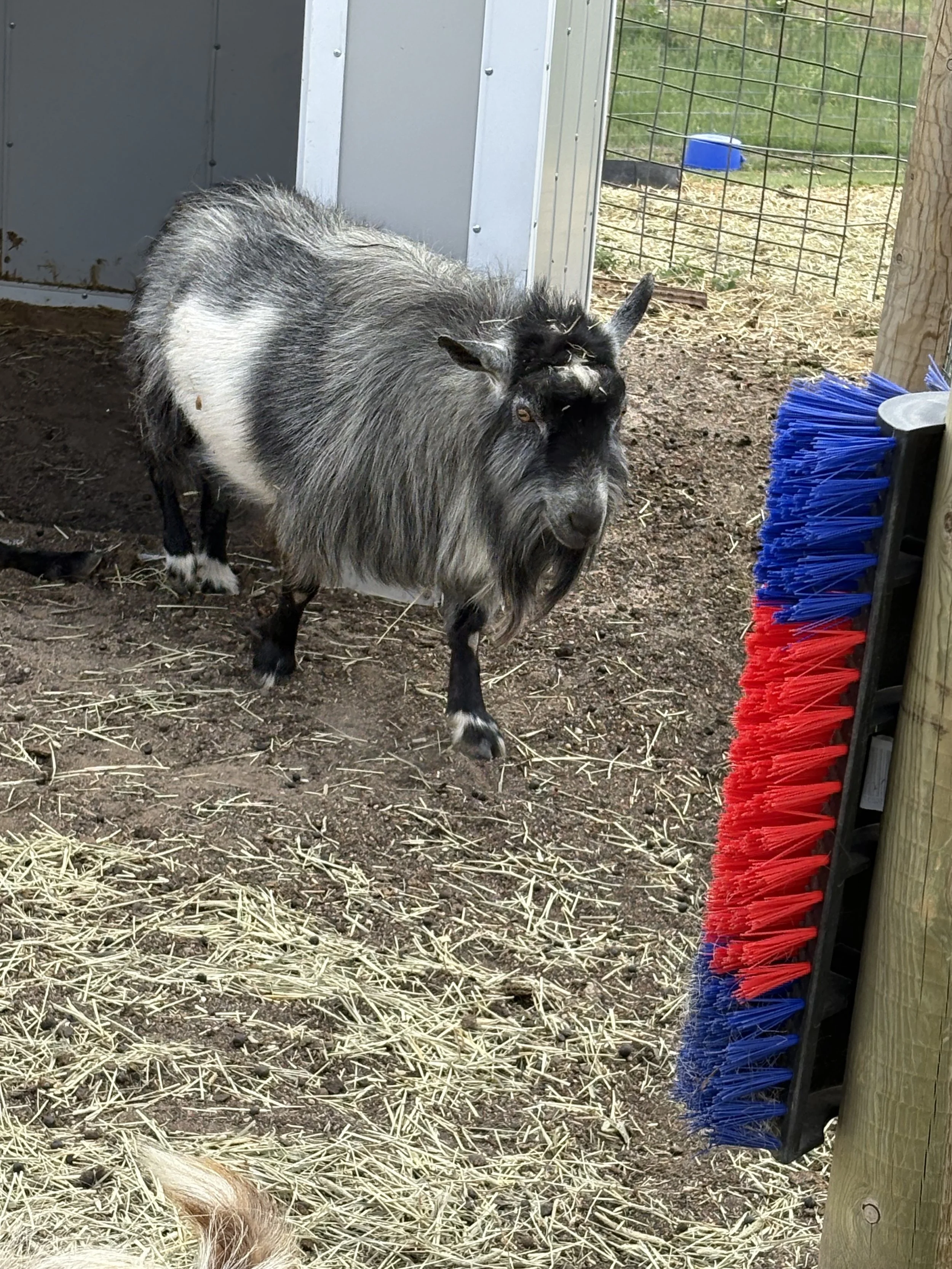 A goat with black and white fur is inside a pen, standing on dirt and straw. There is a blue and red broom leaning against a wooden post on the right, and a wire fence and green grass outside the pen in the background.