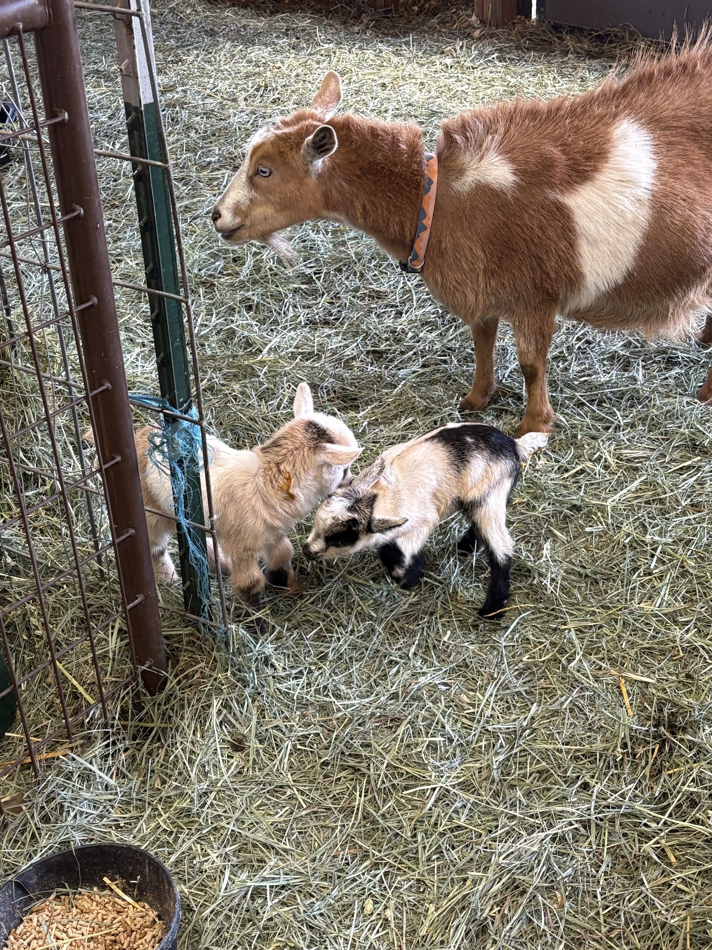 A small goat and several baby goats in a barn with hay on the ground.