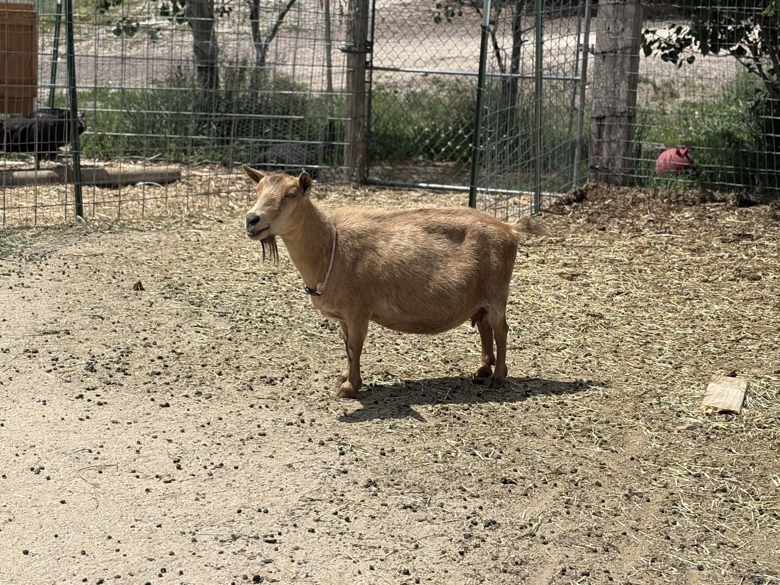 A brown goat standing on dirt ground inside a fenced enclosure, with trees and objects including a pink ball outside the enclosure.