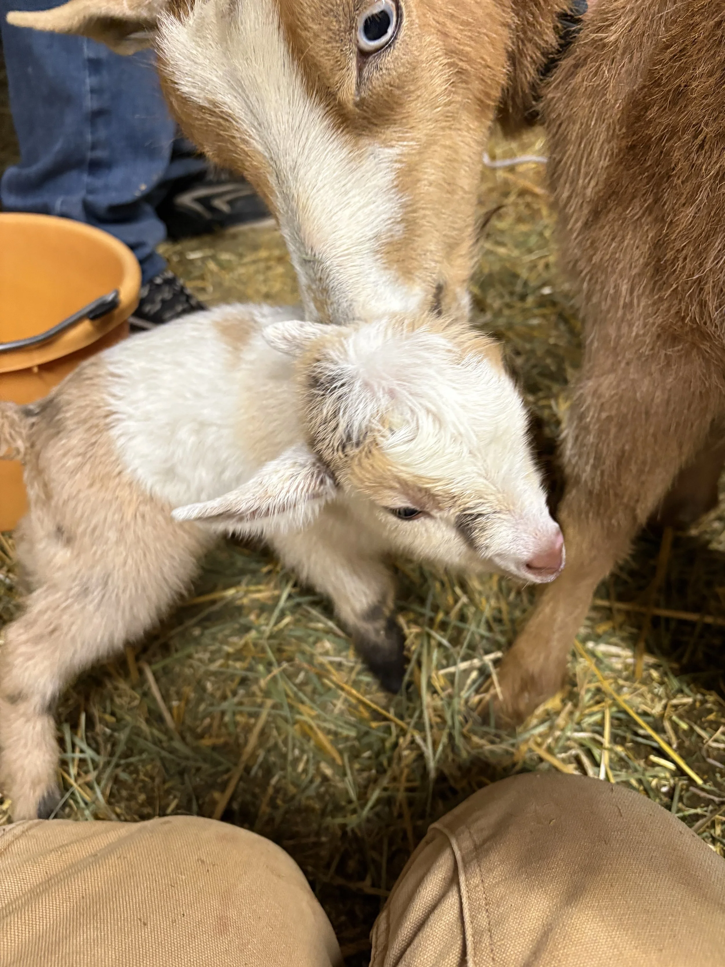 A small light-colored puppy resting on straw-covered ground near an adult dog, with human legs and shoes visible in the background.