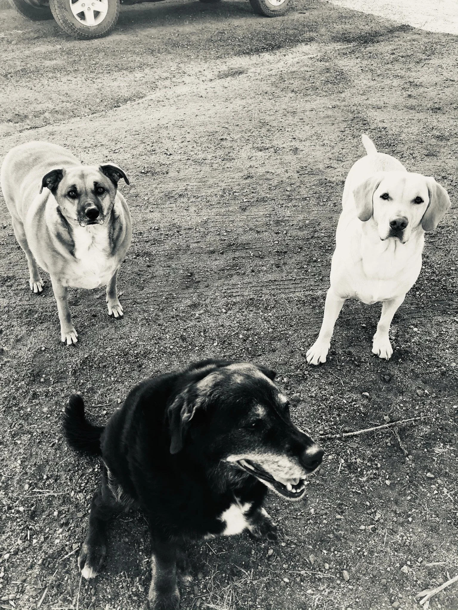 Four dogs, including a black and white border collie mix, a yellow lab, a black dog, and a brindle-colored dog, standing on gravel in front of parked cars.