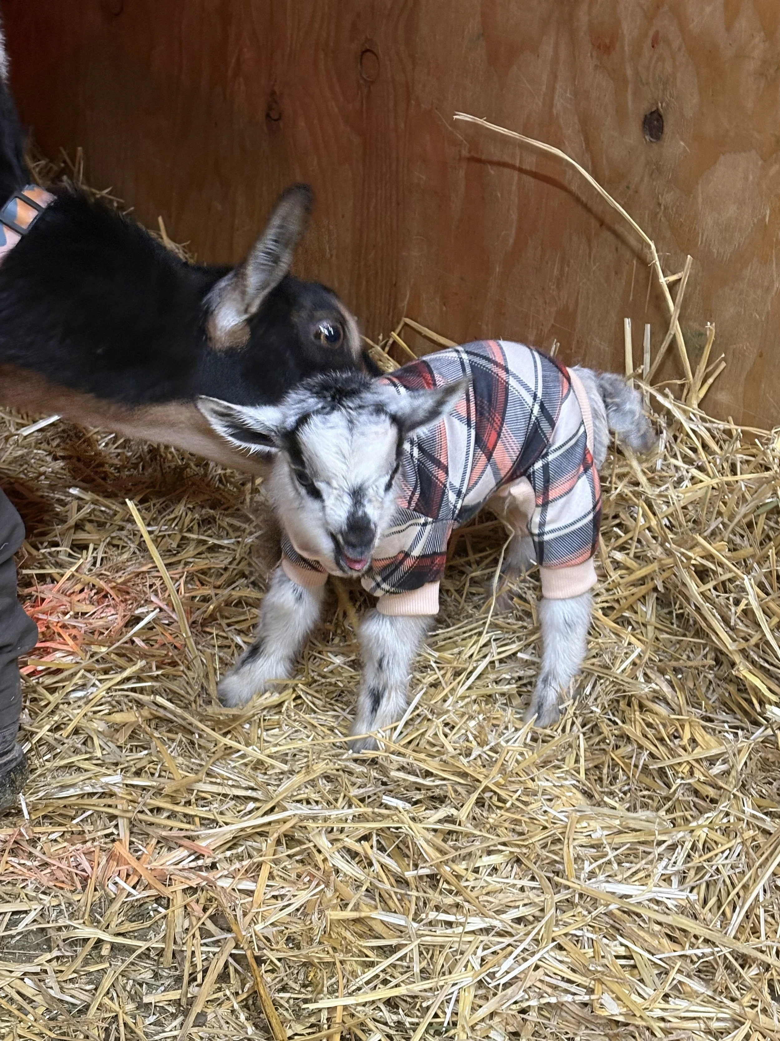 A small goat wearing a plaid jacket inside a barn with straw on the ground.