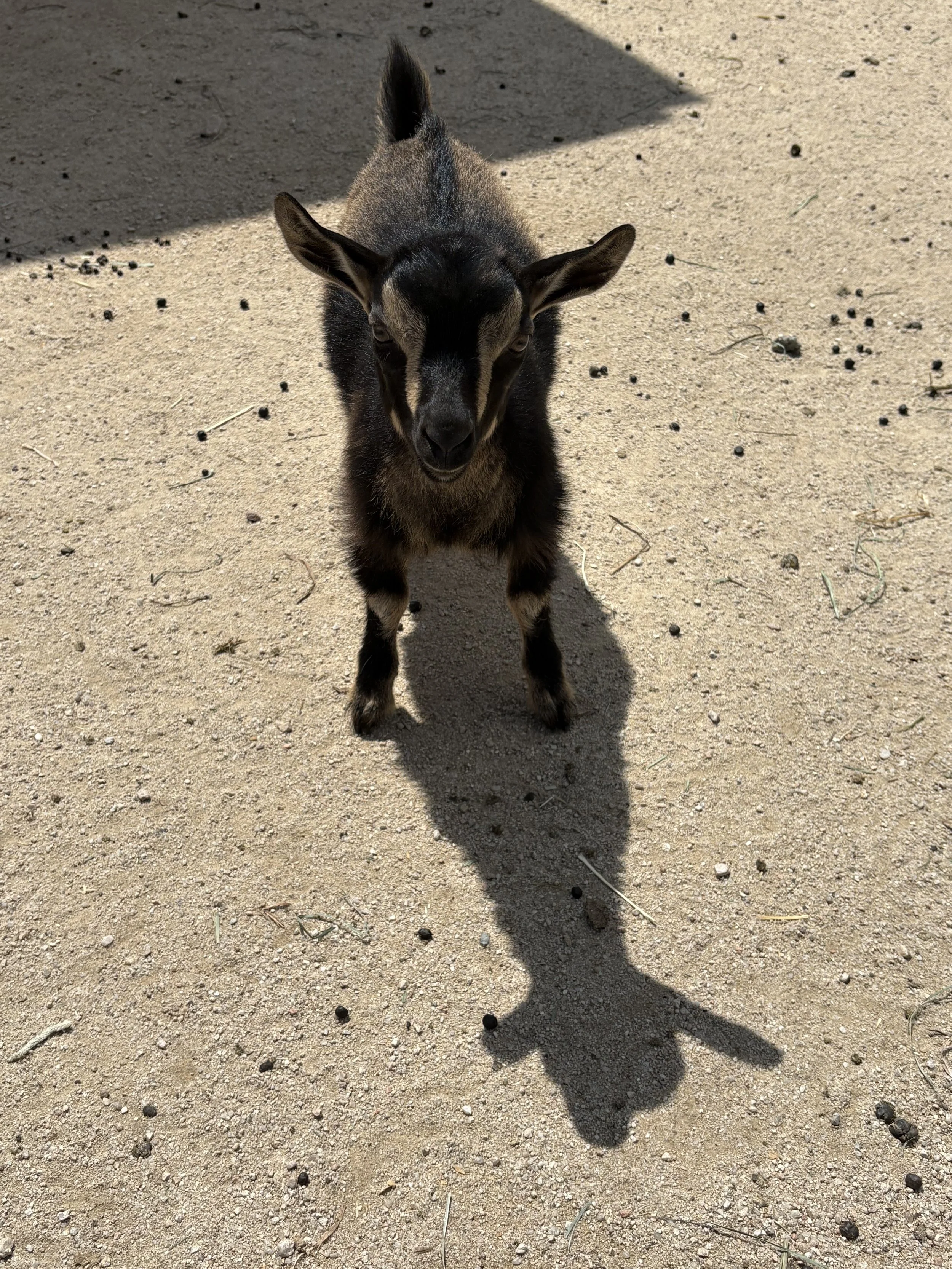 A black and brown baby goat standing on sandy ground with small rocks and twigs, casting a shadow.