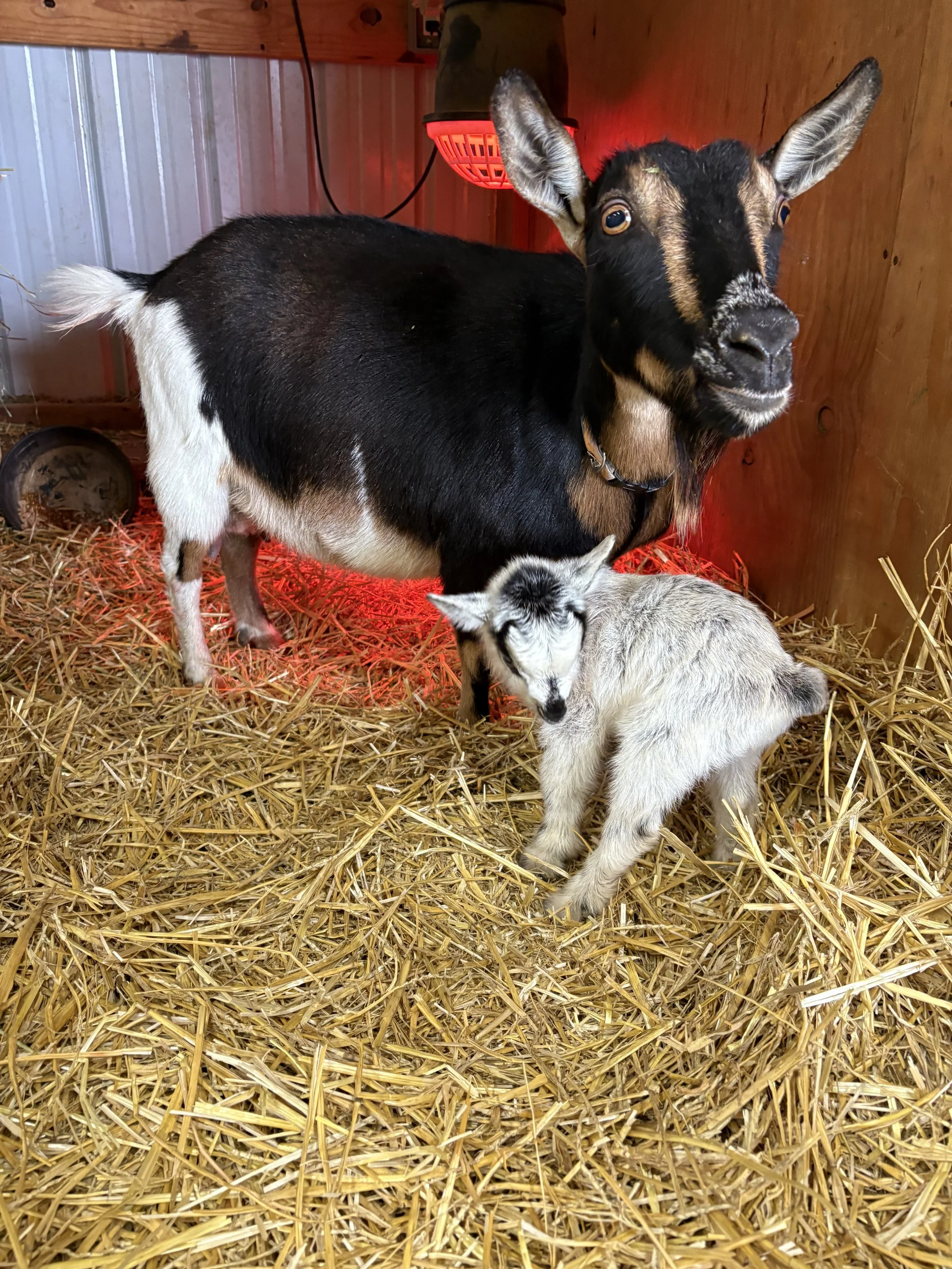 A young goat standing on straw bedding in a barn, with a larger goat and a red heat lamp in the background.