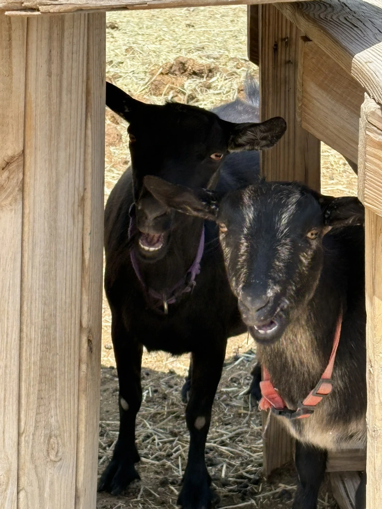 Two young goats standing in a wooden shelter, with one looking at the camera and the other partially visible, outside on a dirt and straw ground.