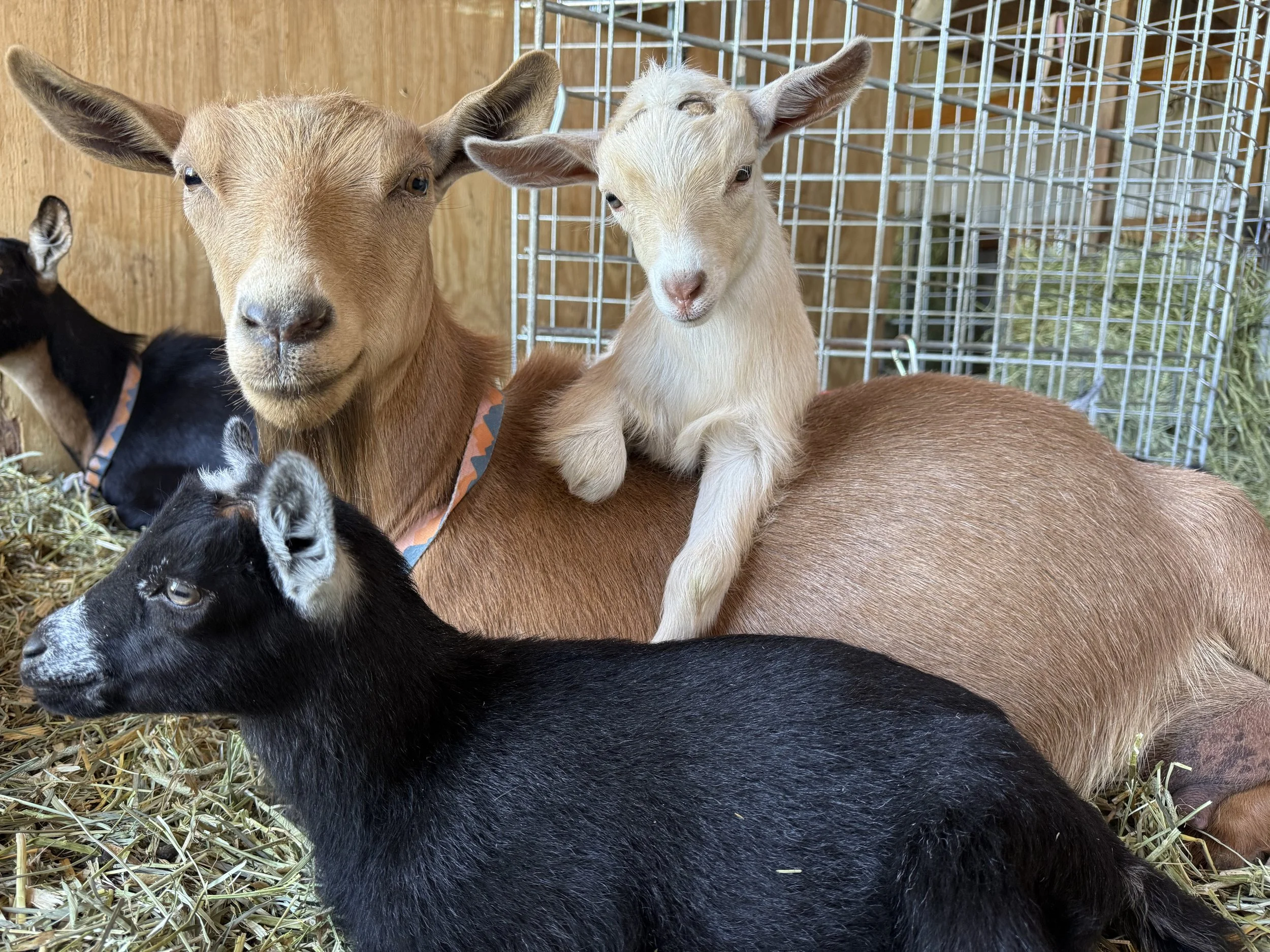 Young goat with white fur and large ears sitting on the back of a brown goat inside a barn with hay and metal cage panels.
