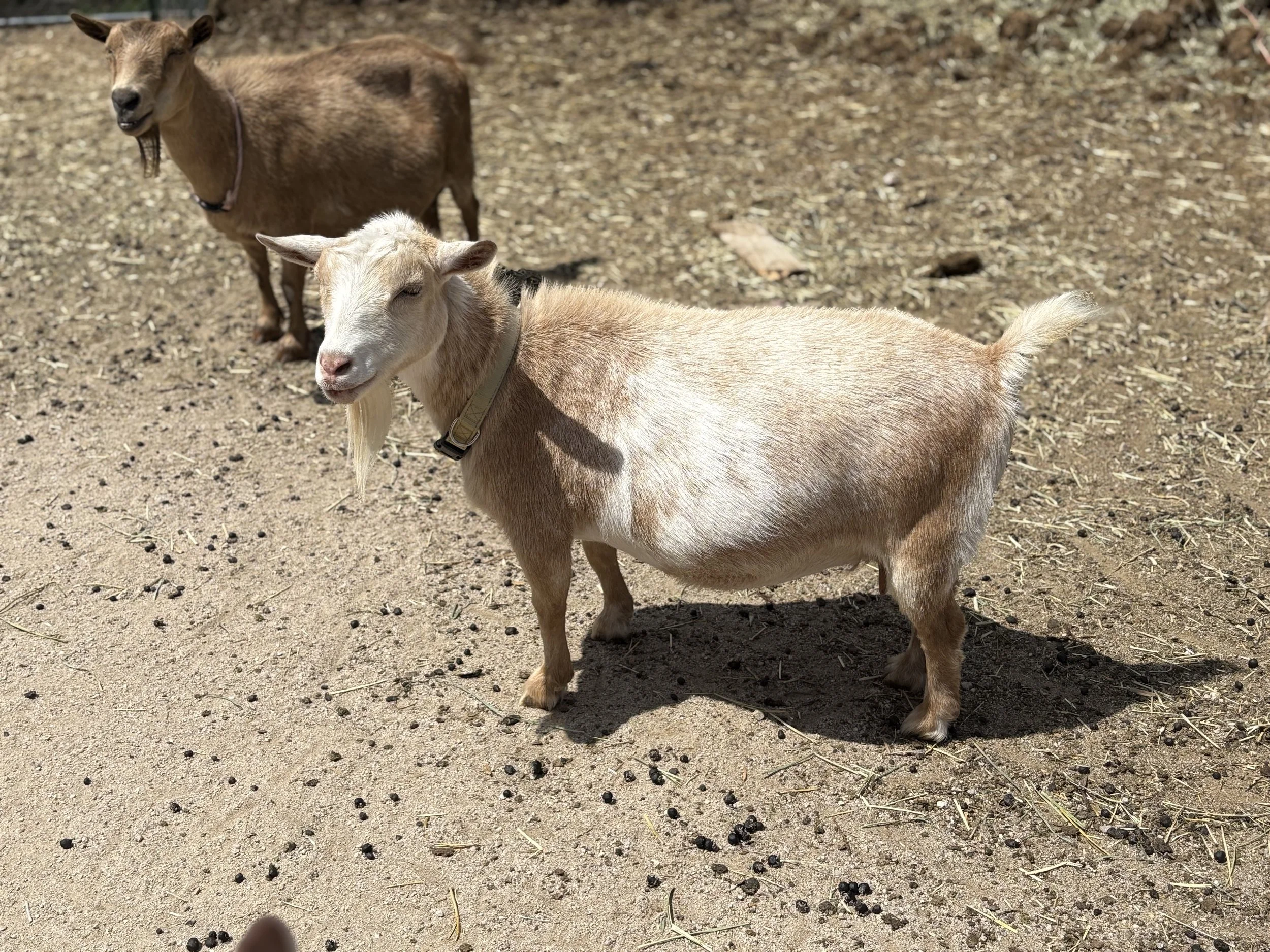 Two goats, one light brown and white with a collar, and one darker brown, standing on dirt ground outdoors.
