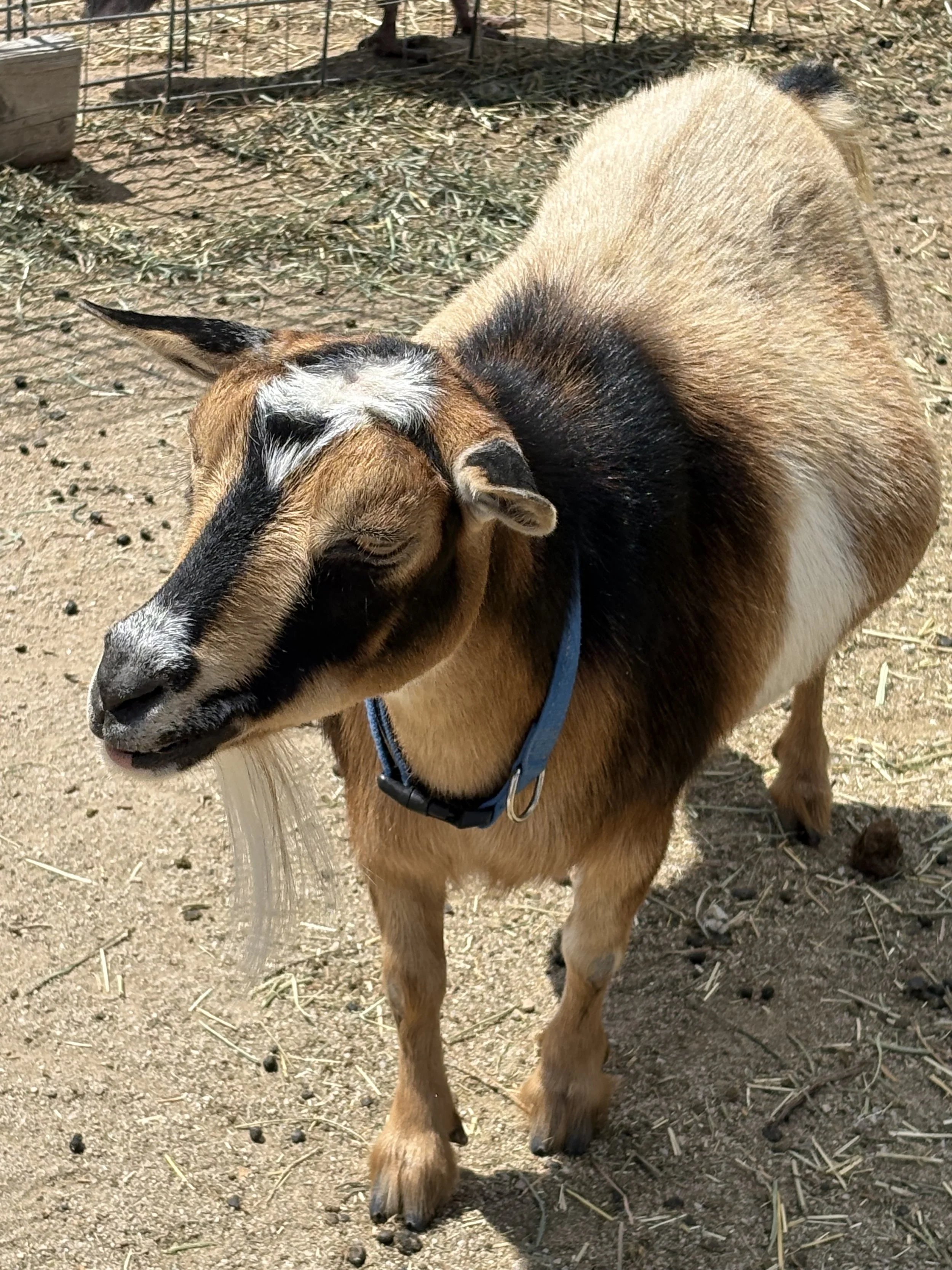 A young goat standing on a dirt ground with hay, with blue collar around its neck and a pen with wire fencing in the background.