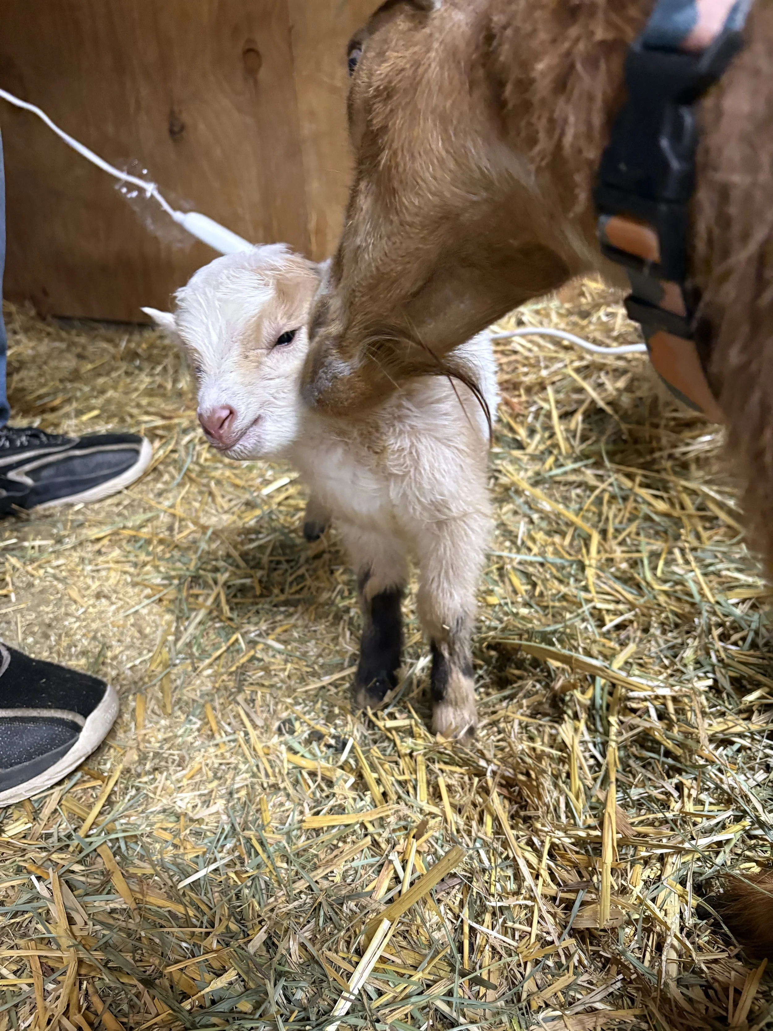 A brown kid goat with wet wool is nuzzling a brown adult goat's face inside a barn with straw on the floor.