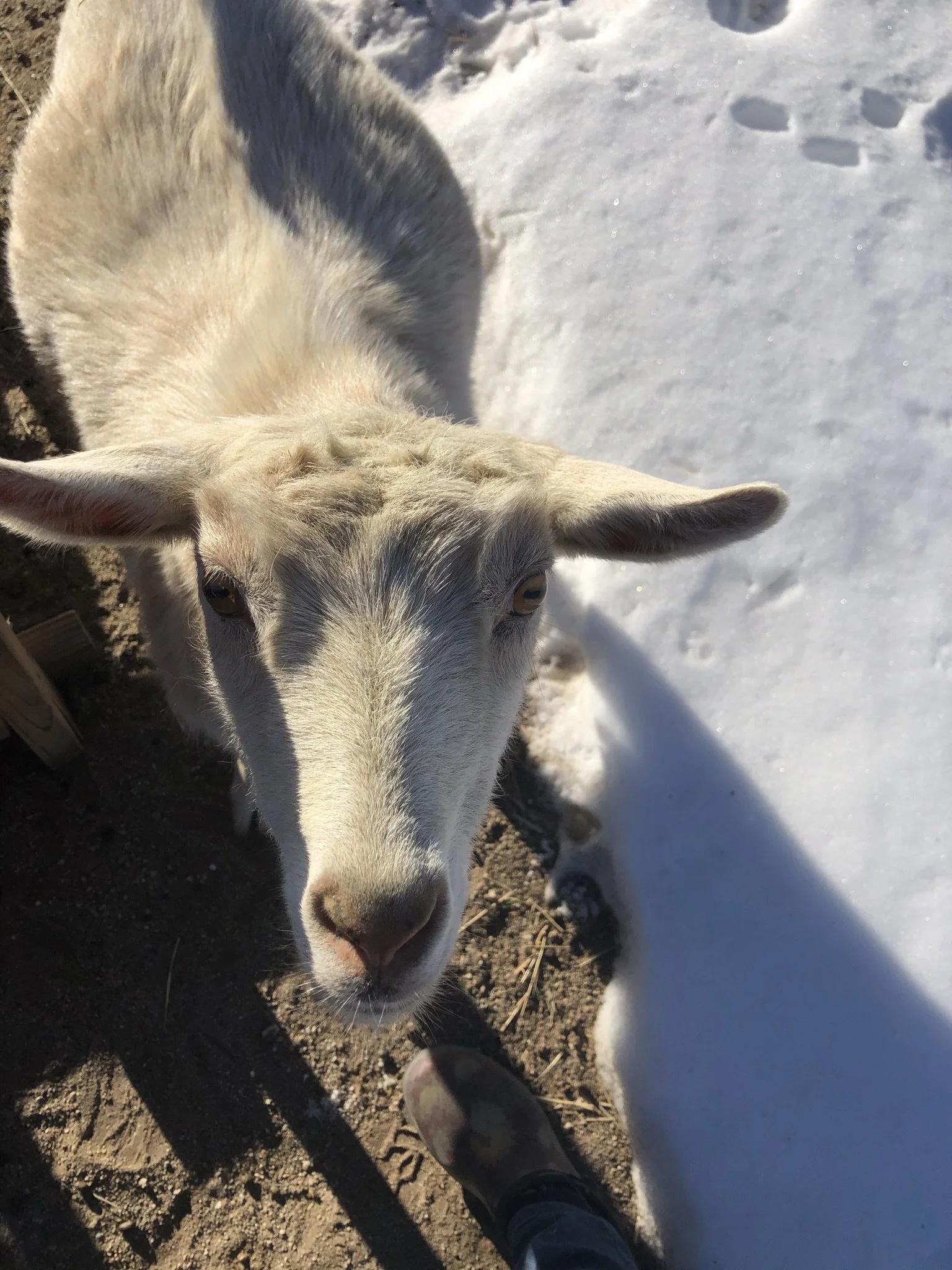 A goat with white and gray fur standing on dirt at the border of snow, with some hoof prints visible on the snow.