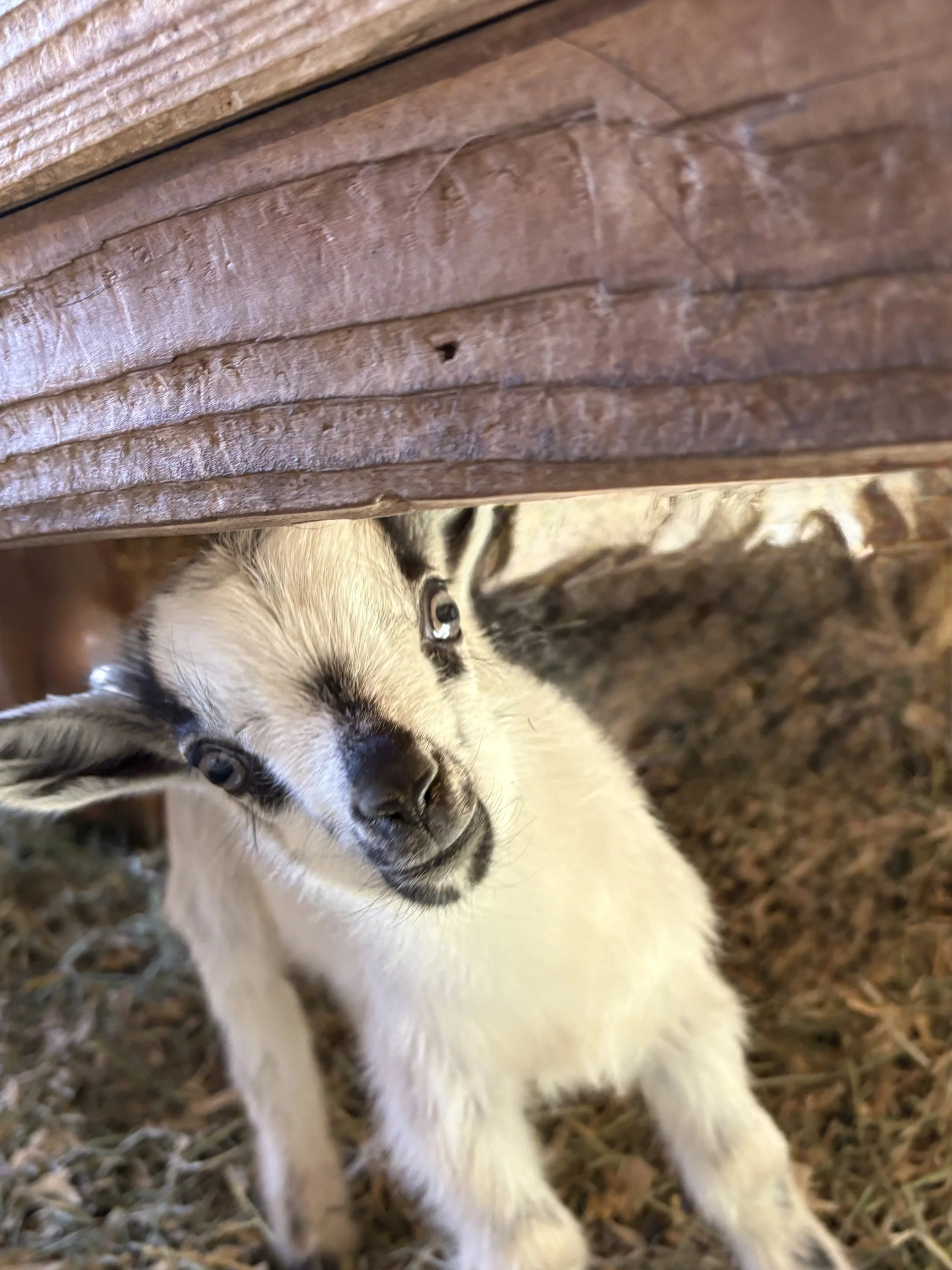 A young puppy with light fur and darker markings around its face, lying on a bed of straw under a wooden structure, looking curiously at the camera.