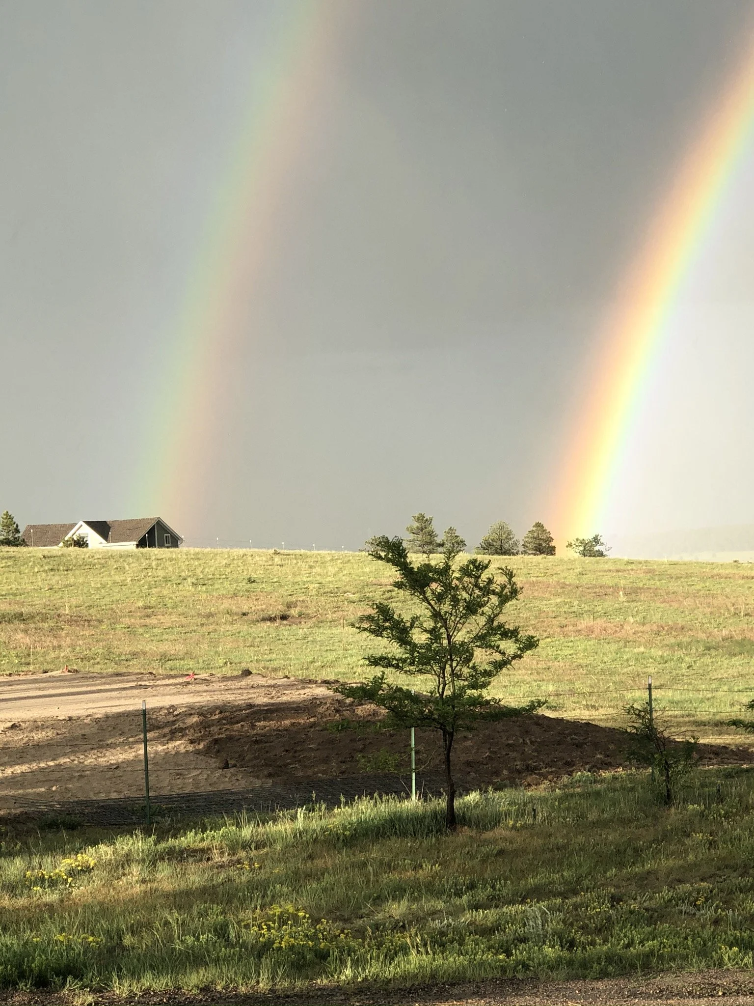 A landscape with a rainbow in a cloudy sky, a small house in the distance, and a grassy field with trees and yellow flowers.