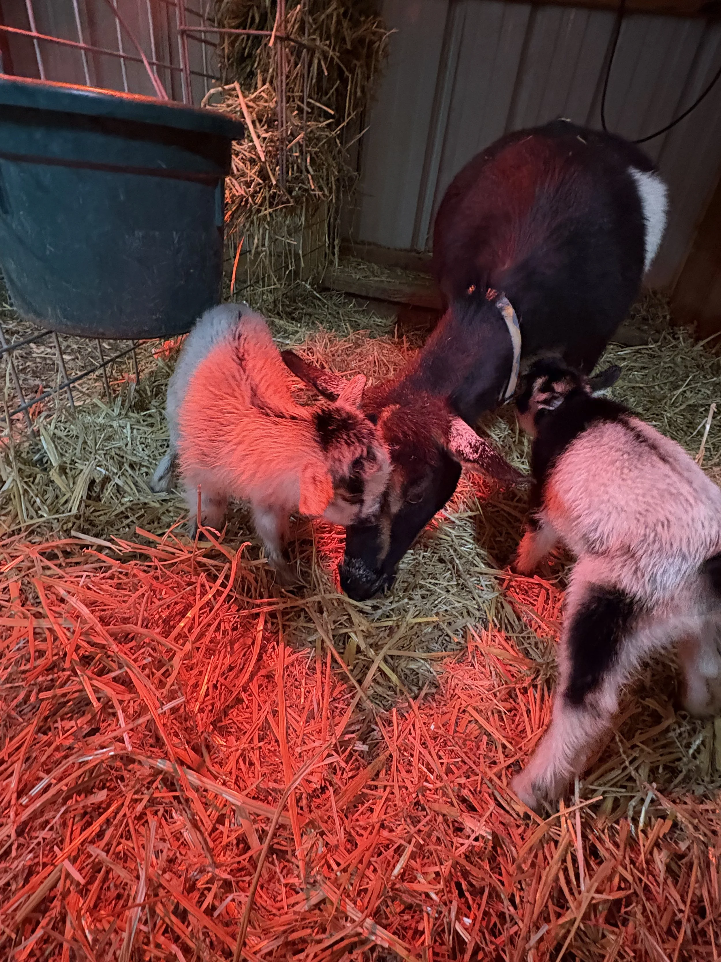 Three piglets and a sow in a barn with straw bedding, illuminated by red heat lamp.