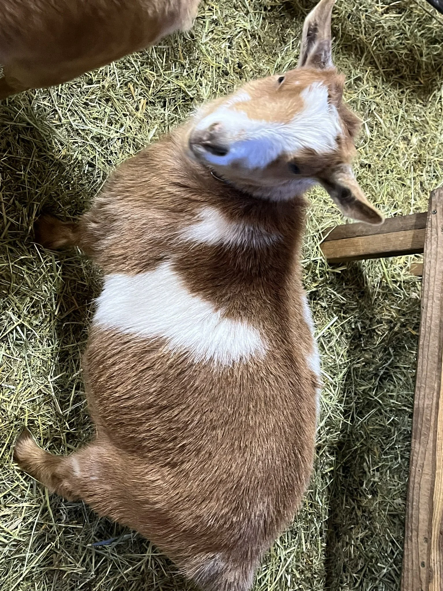 A brown and white goat lying on hay, viewed from above.