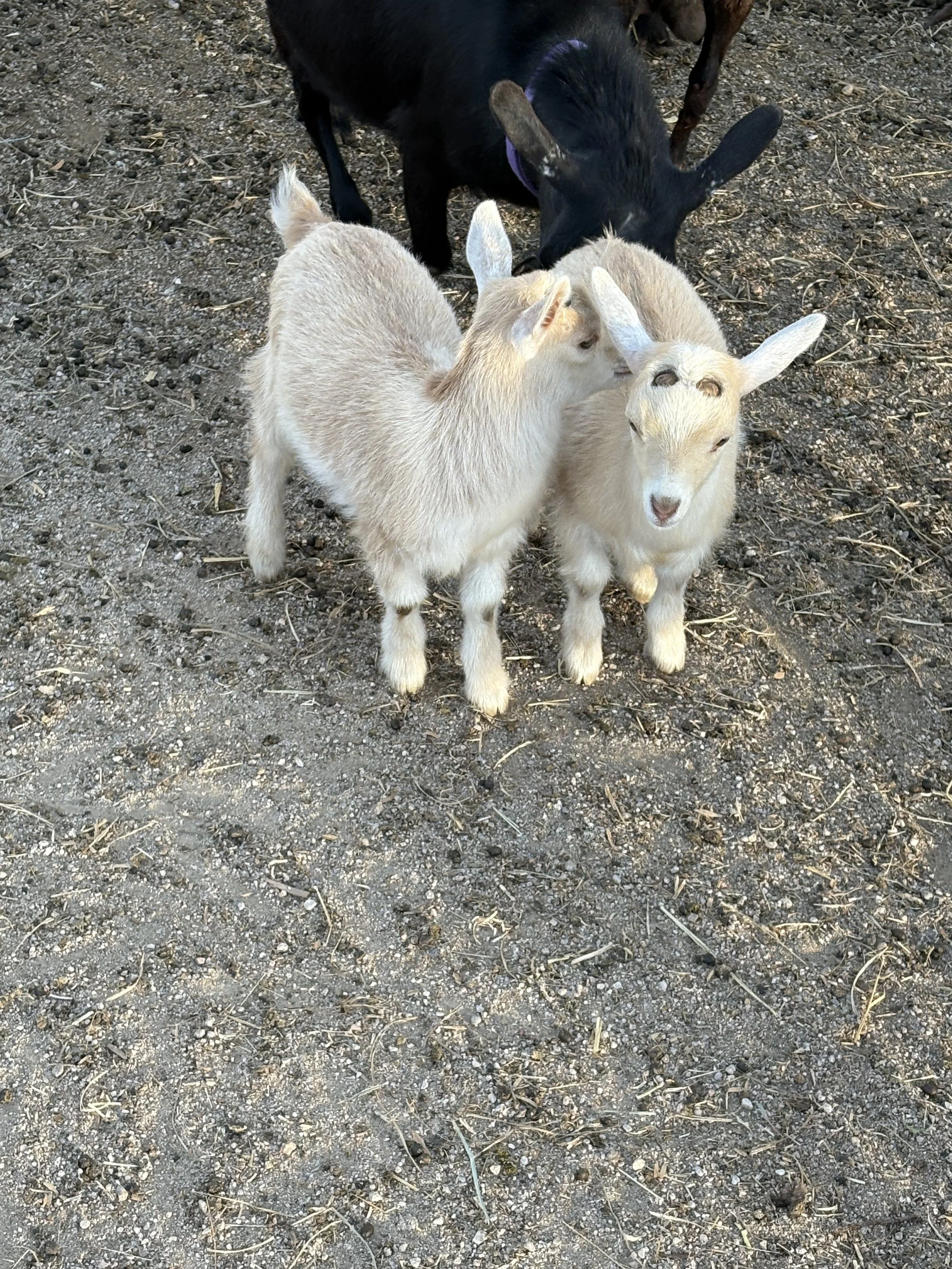 Two young goats, one white and one light tan, standing on dirt ground, near a black goat in the background.
