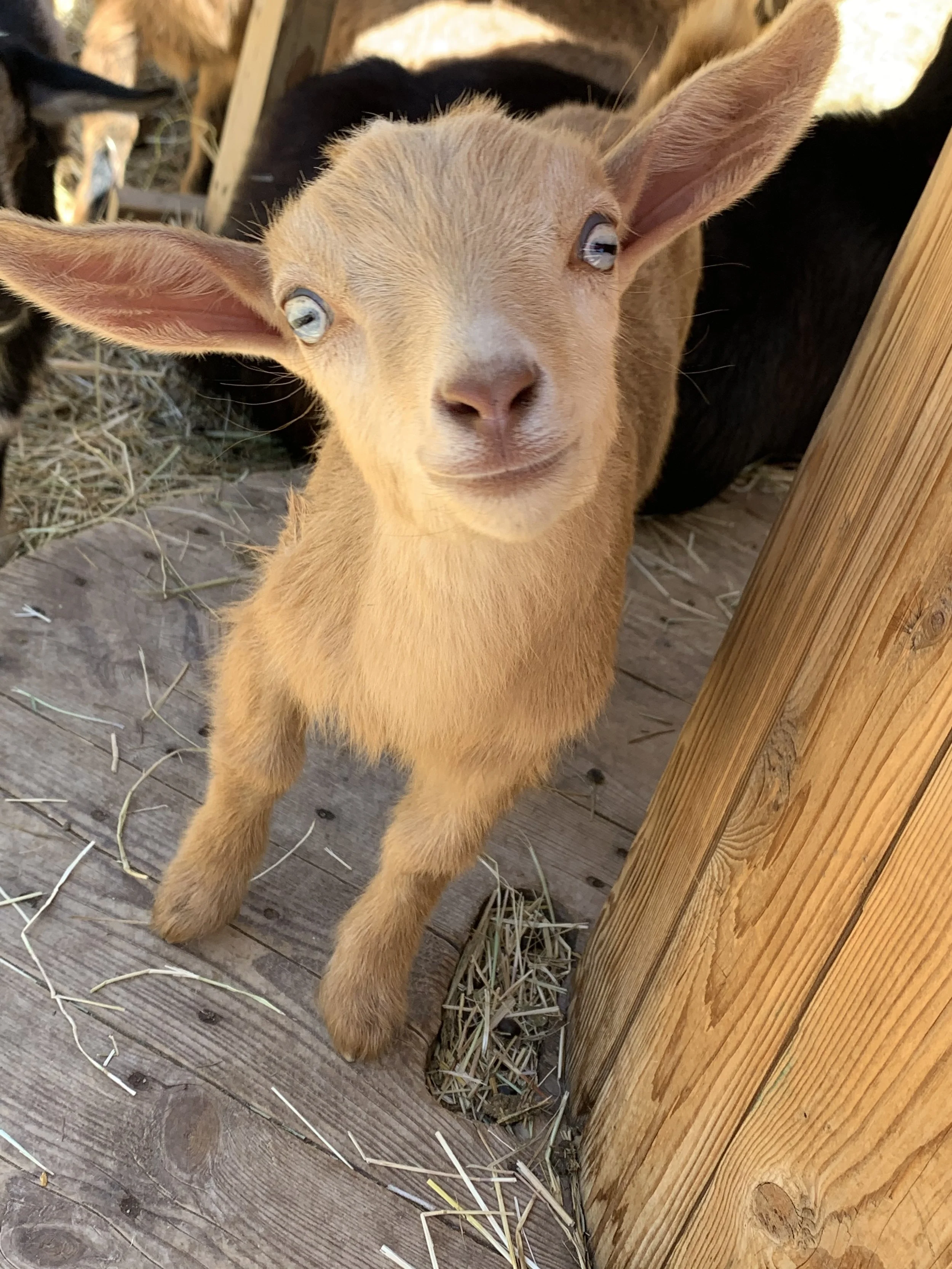 Close-up of a young goat with light brown fur and light blue eyes, standing on a wooden floor inside a barn, with hay scattered around.