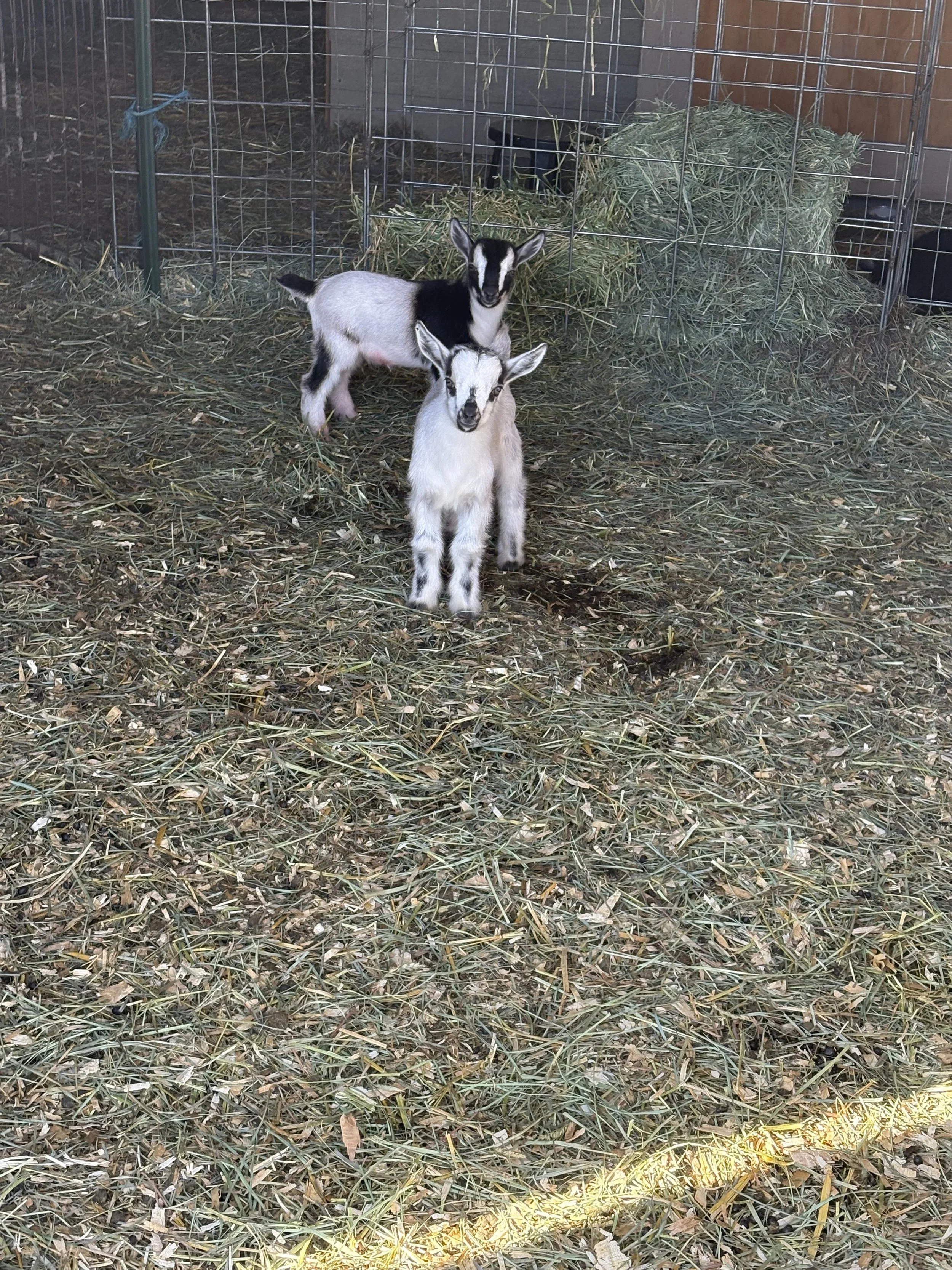 Two baby goats standing inside a pen with hay and straw scattered on the ground.
