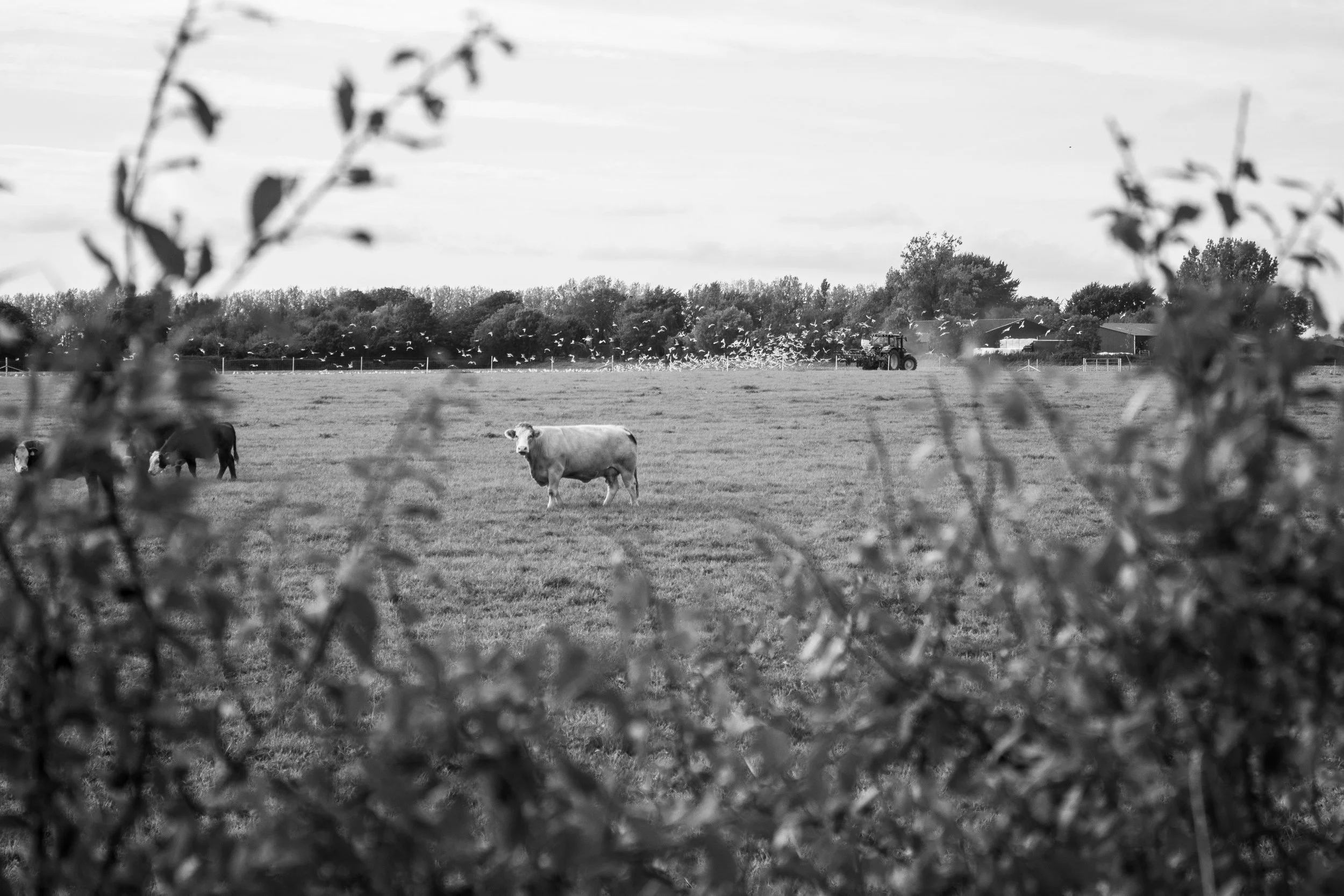 Bosham, West Sussex (1.Oct.2025)_14.jpg