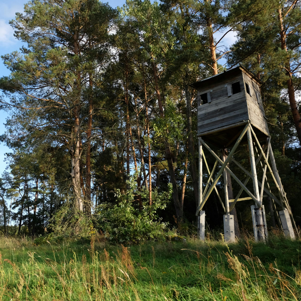 A wooden hunting or observation tower among tall trees in a grassy area, with a blue sky visible through the branches.
