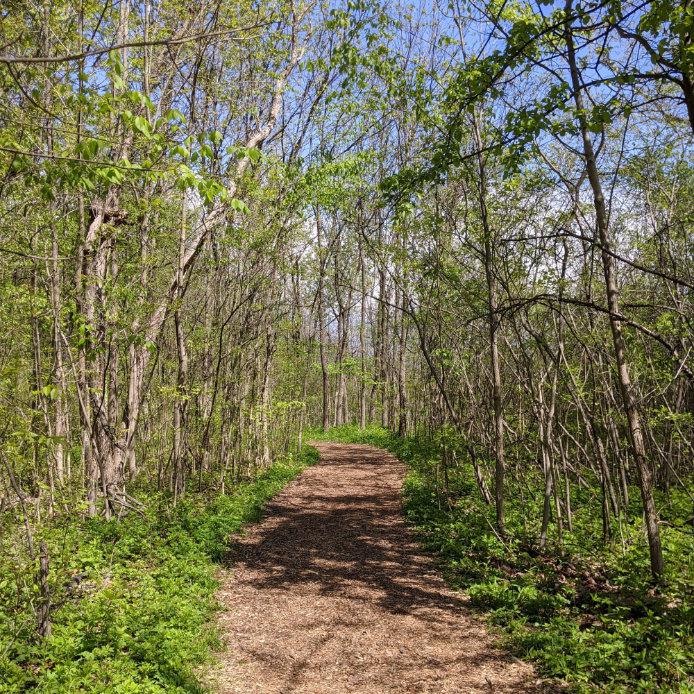 A dirt trail through a forest with green leaves, trees, and blue sky.