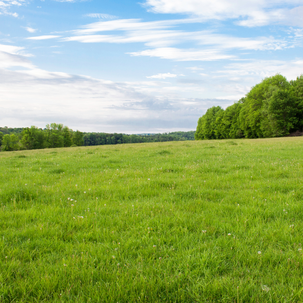 A green grassy field extending towards a distant tree line under a partly cloudy sky.