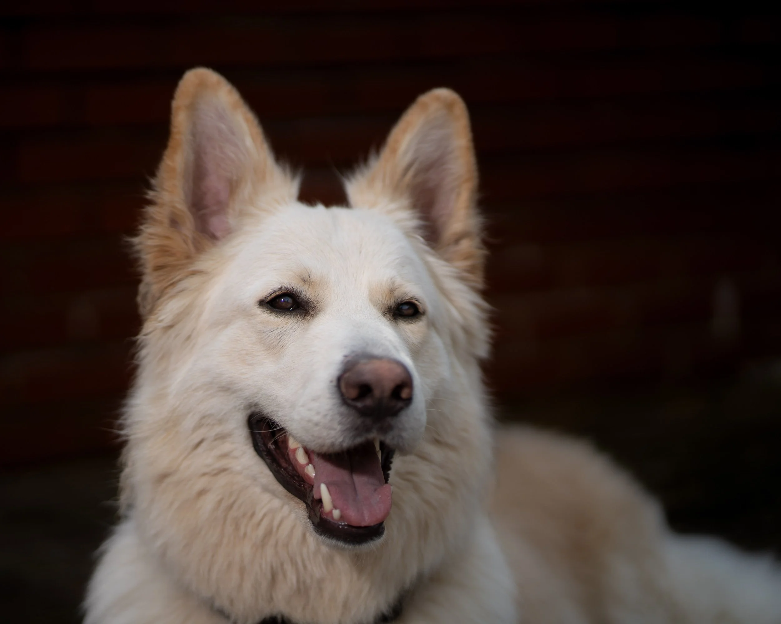 Pet Portraiture (click image for more)