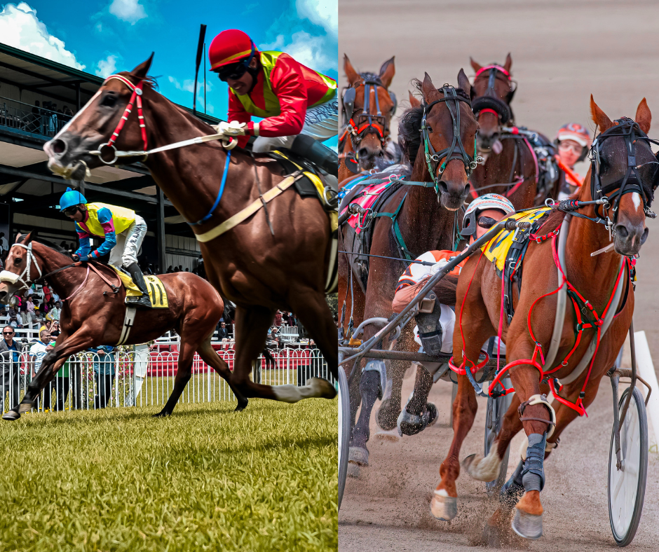 Course & Resources — Racehorse to Riding Horse